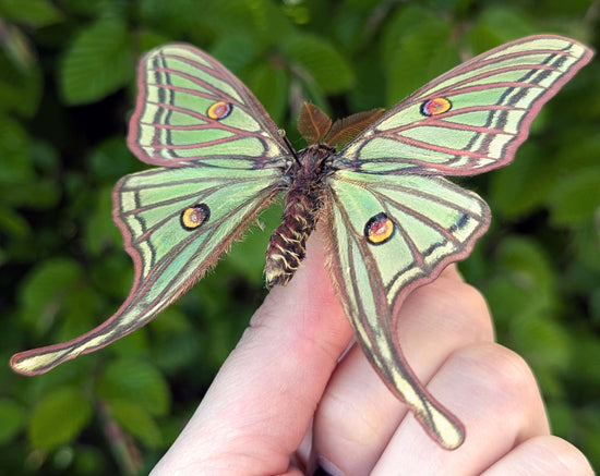 1x Graellsia isabellae ♂