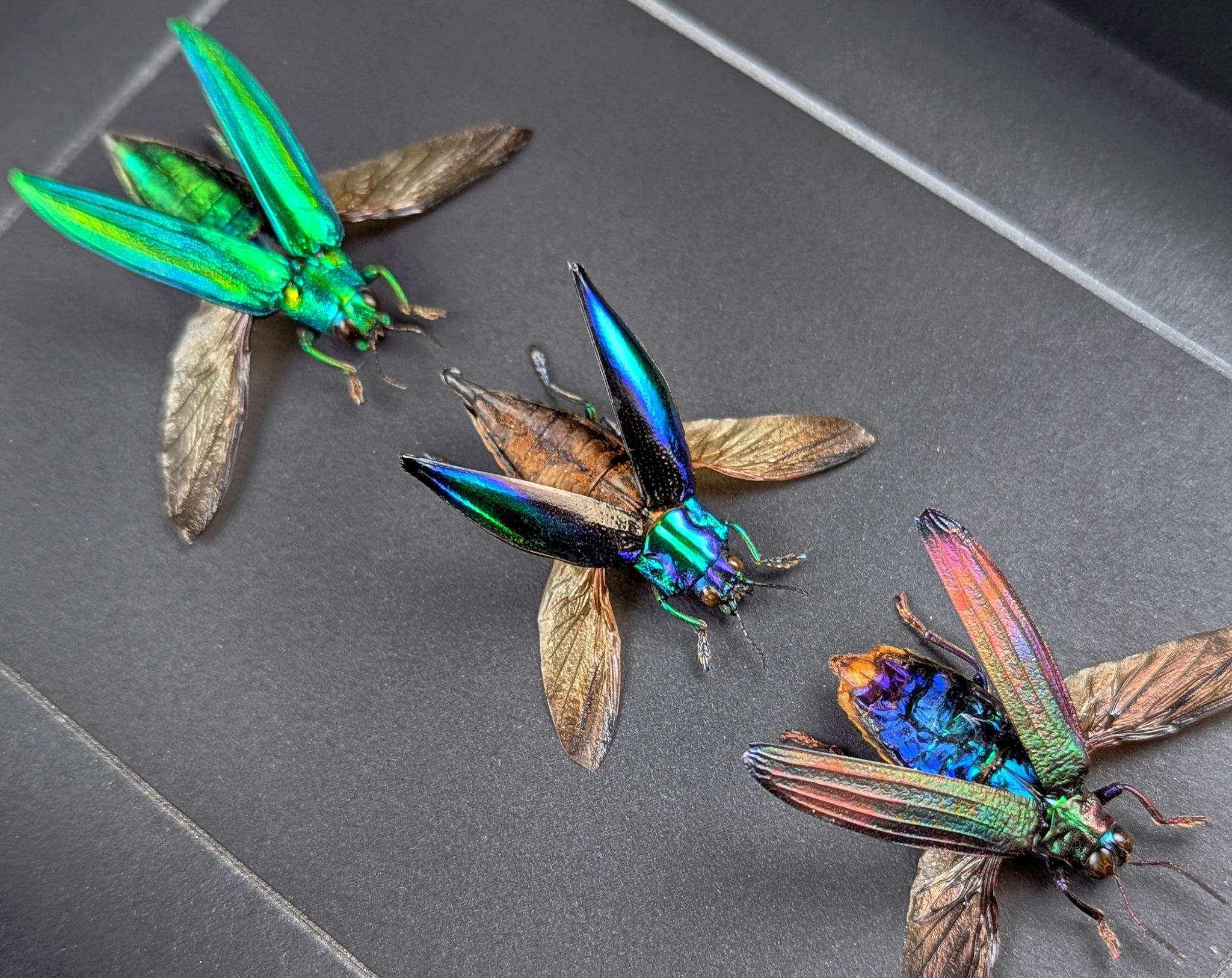 Prachtkäfer TRIO  Käfer im Rahmen InsectArt