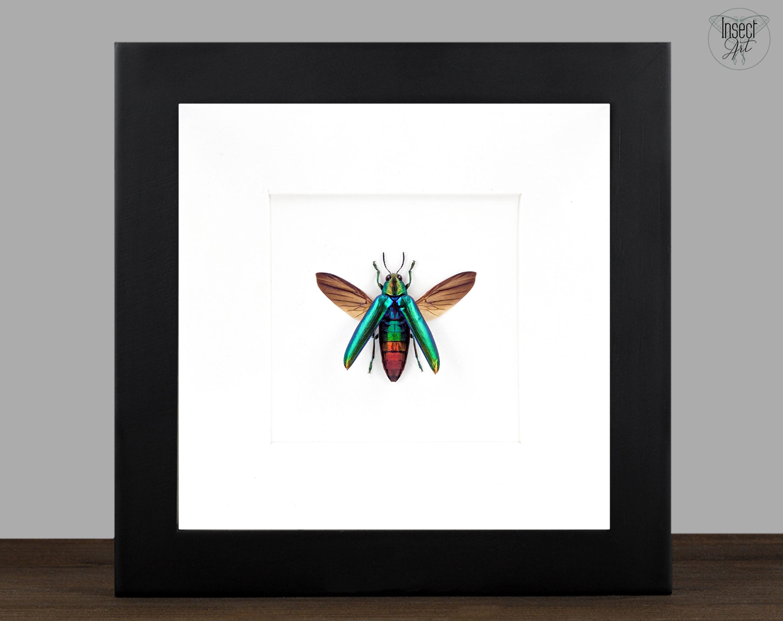 Chrysochroa aurora – schillernder Prachtkäfer im Rahmen