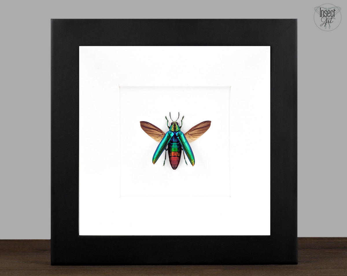 Chrysochroa aurora – schillernder Prachtkäfer im Rahmen