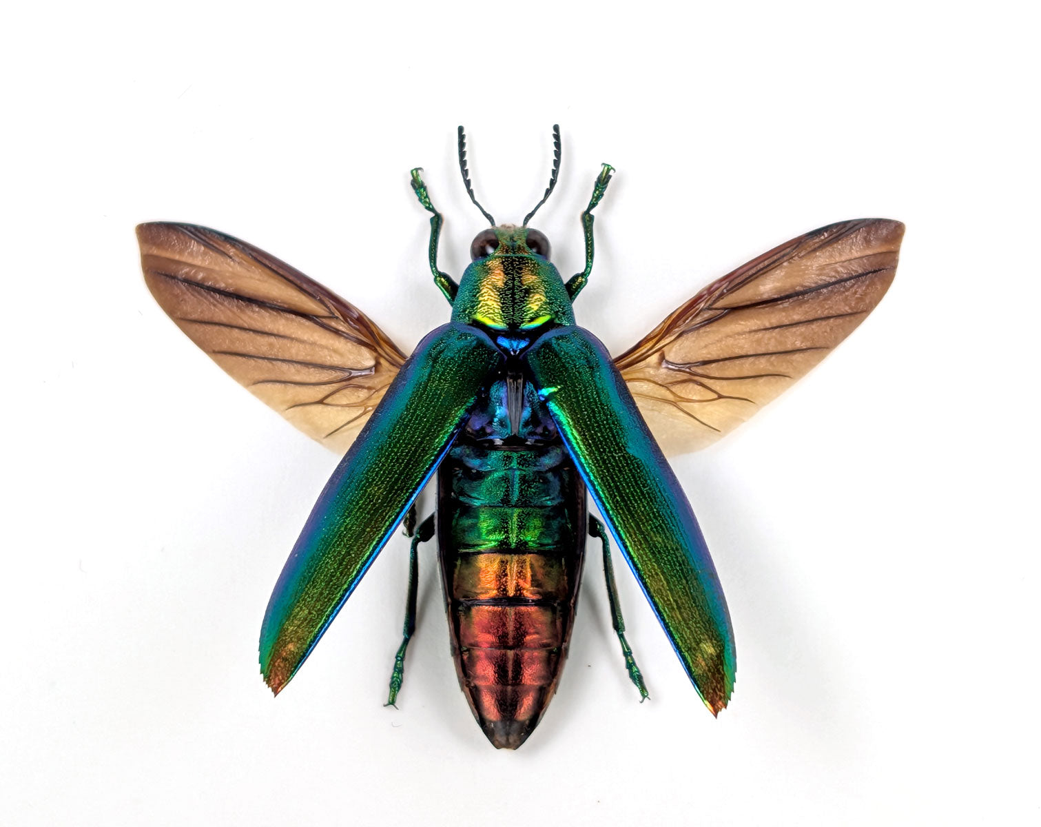 Chrysochroa aurora – schillernder Prachtkäfer im Rahmen