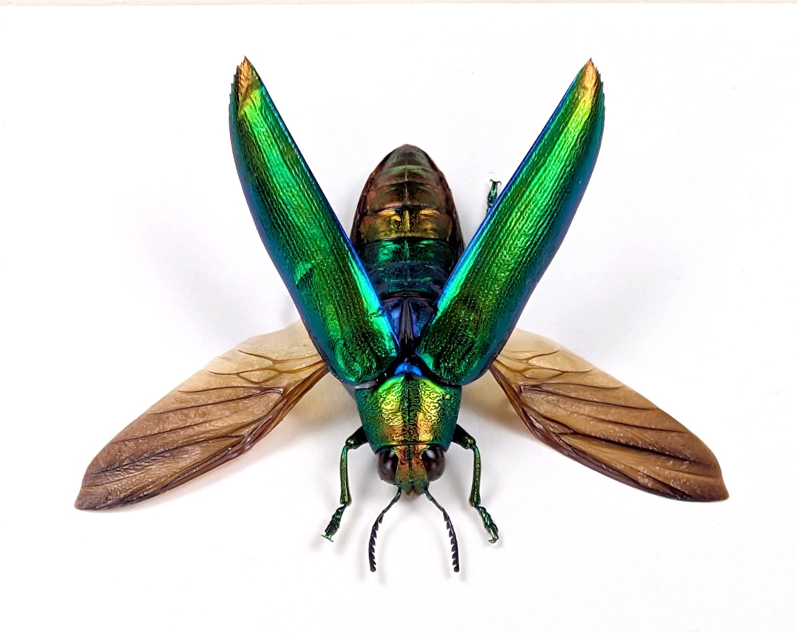 Chrysochroa aurora – schillernder Prachtkäfer im Rahmen
