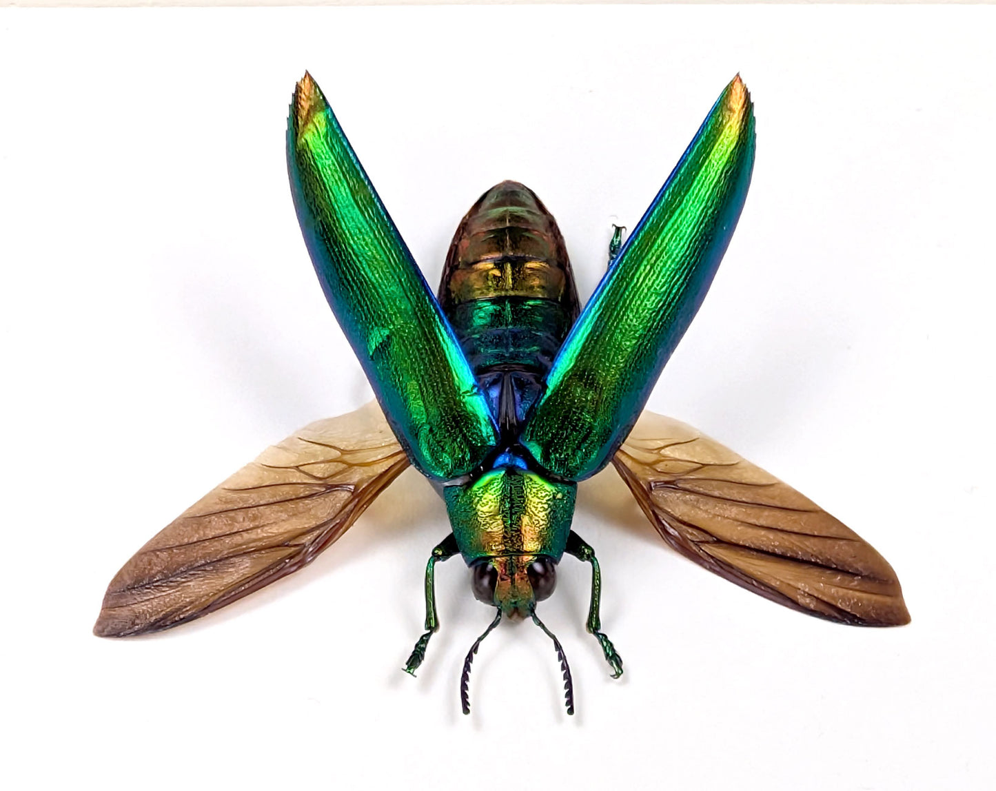 Chrysochroa aurora – schillernder Prachtkäfer im Rahmen