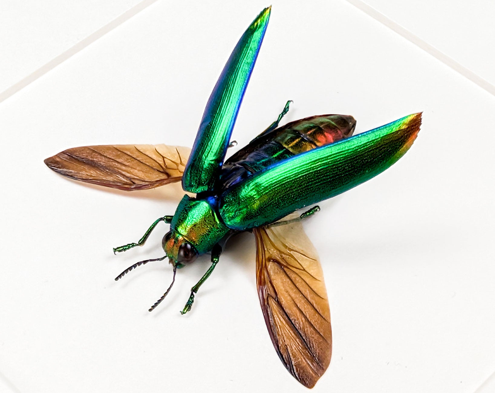 Chrysochroa aurora – schillernder Prachtkäfer im Rahmen