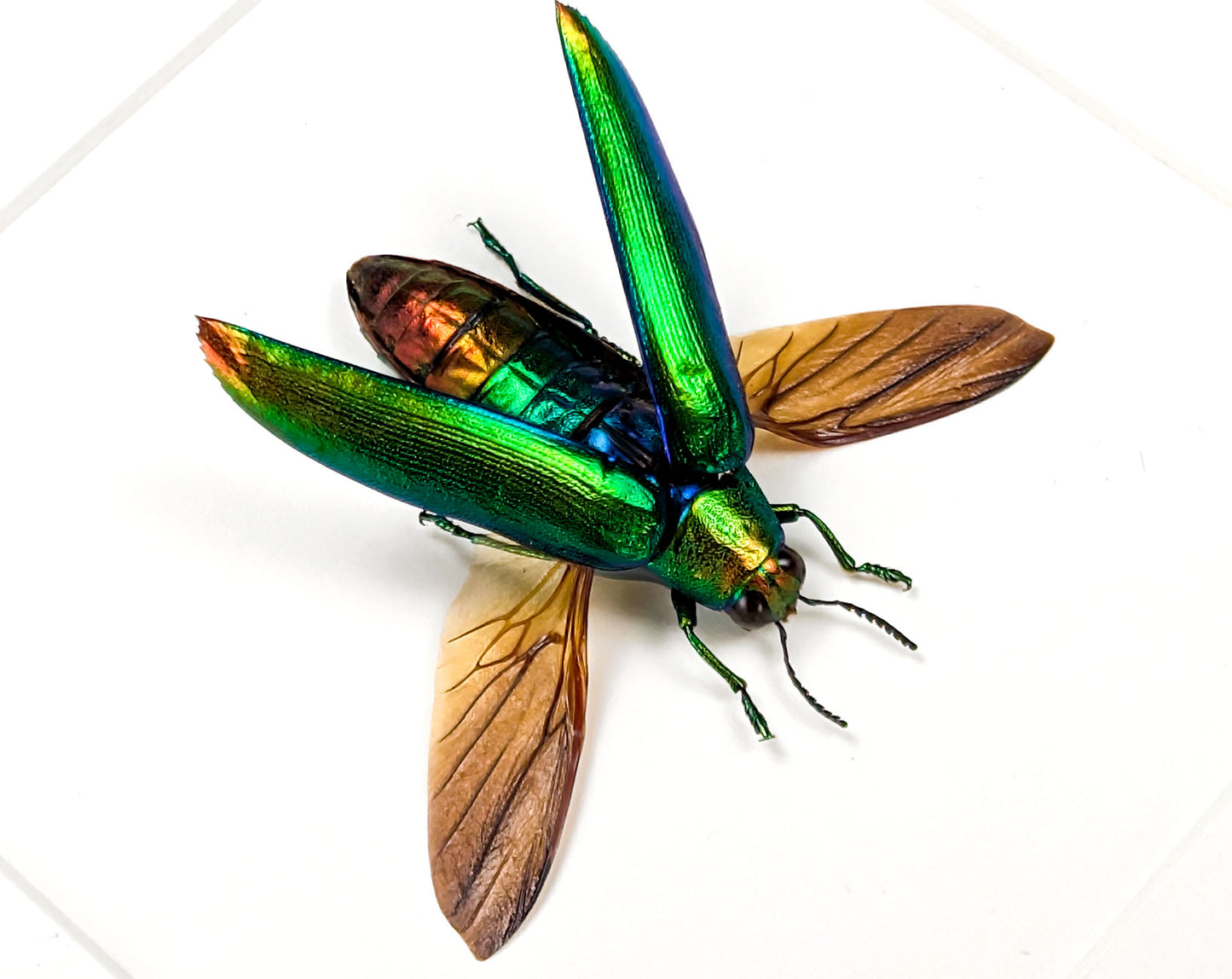 Chrysochroa aurora – schillernder Prachtkäfer im Rahmen