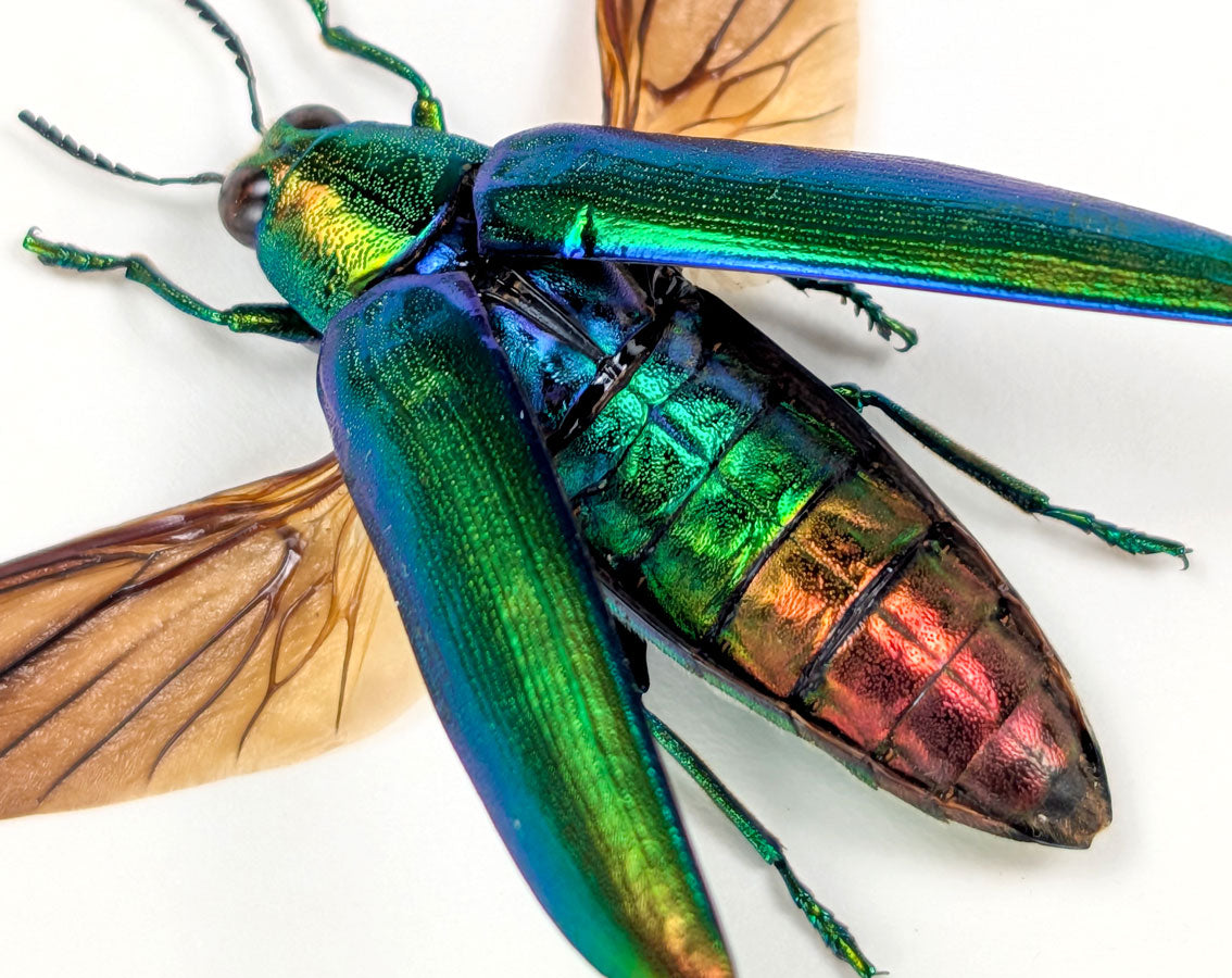 Chrysochroa aurora – schillernder Prachtkäfer im Rahmen