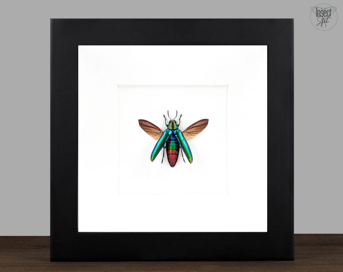 Chrysochroa aurora – schillernder Prachtkäfer im Rahmen