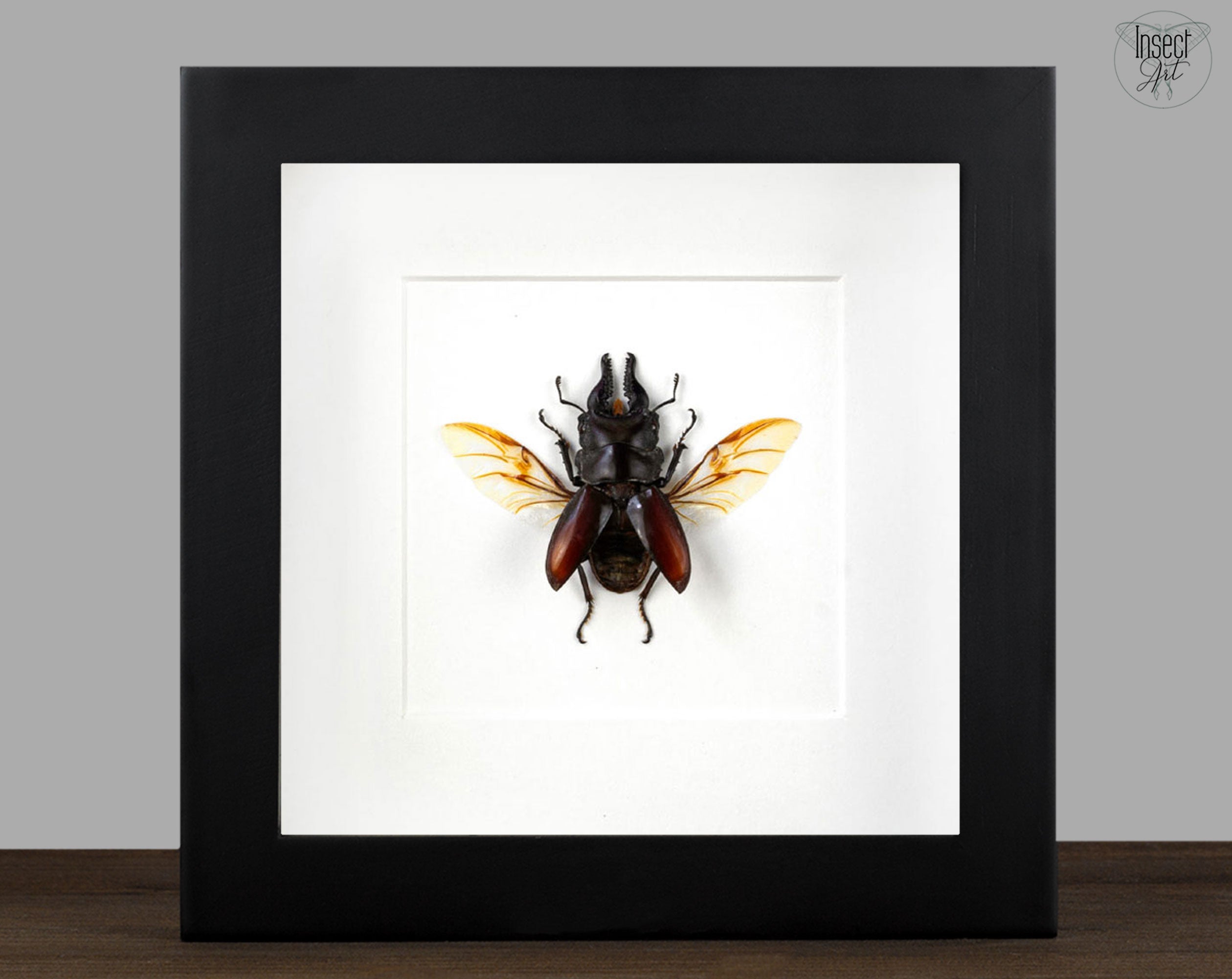 Prosopocoilus forceps  Käfer InsectArt