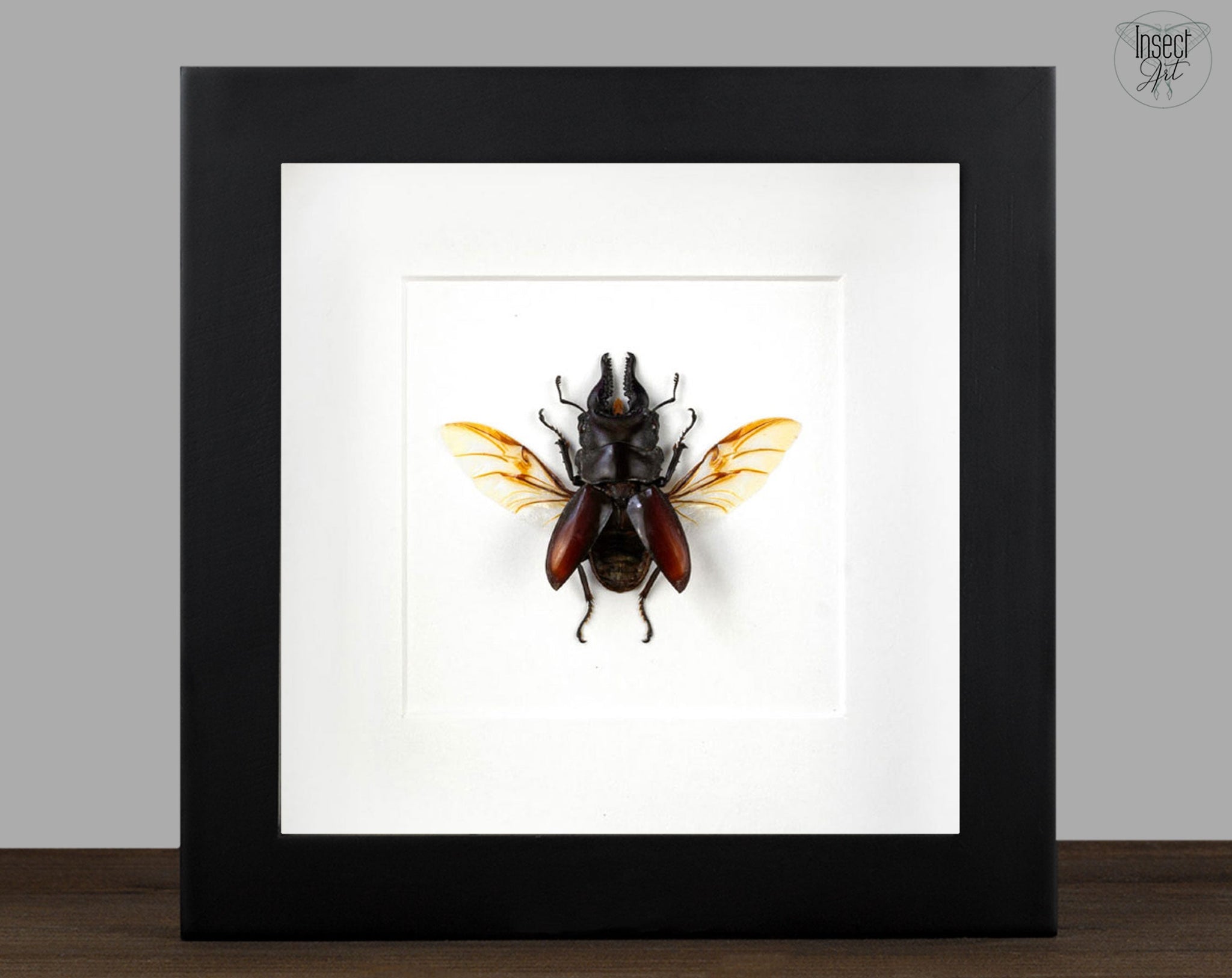 Prosopocoilus forceps  Käfer InsectArt