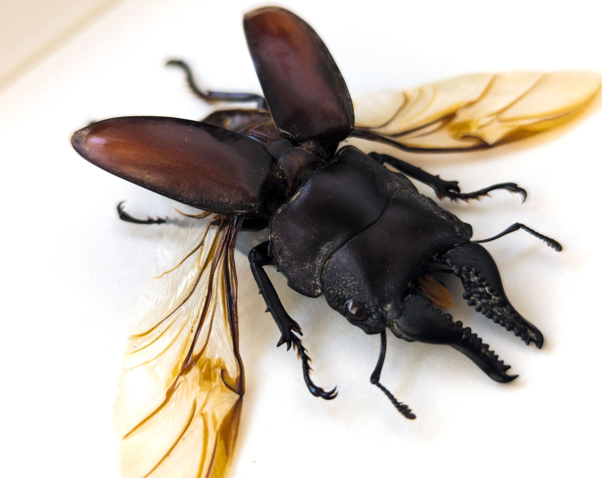 Prosopocoilus forceps  Käfer InsectArt
