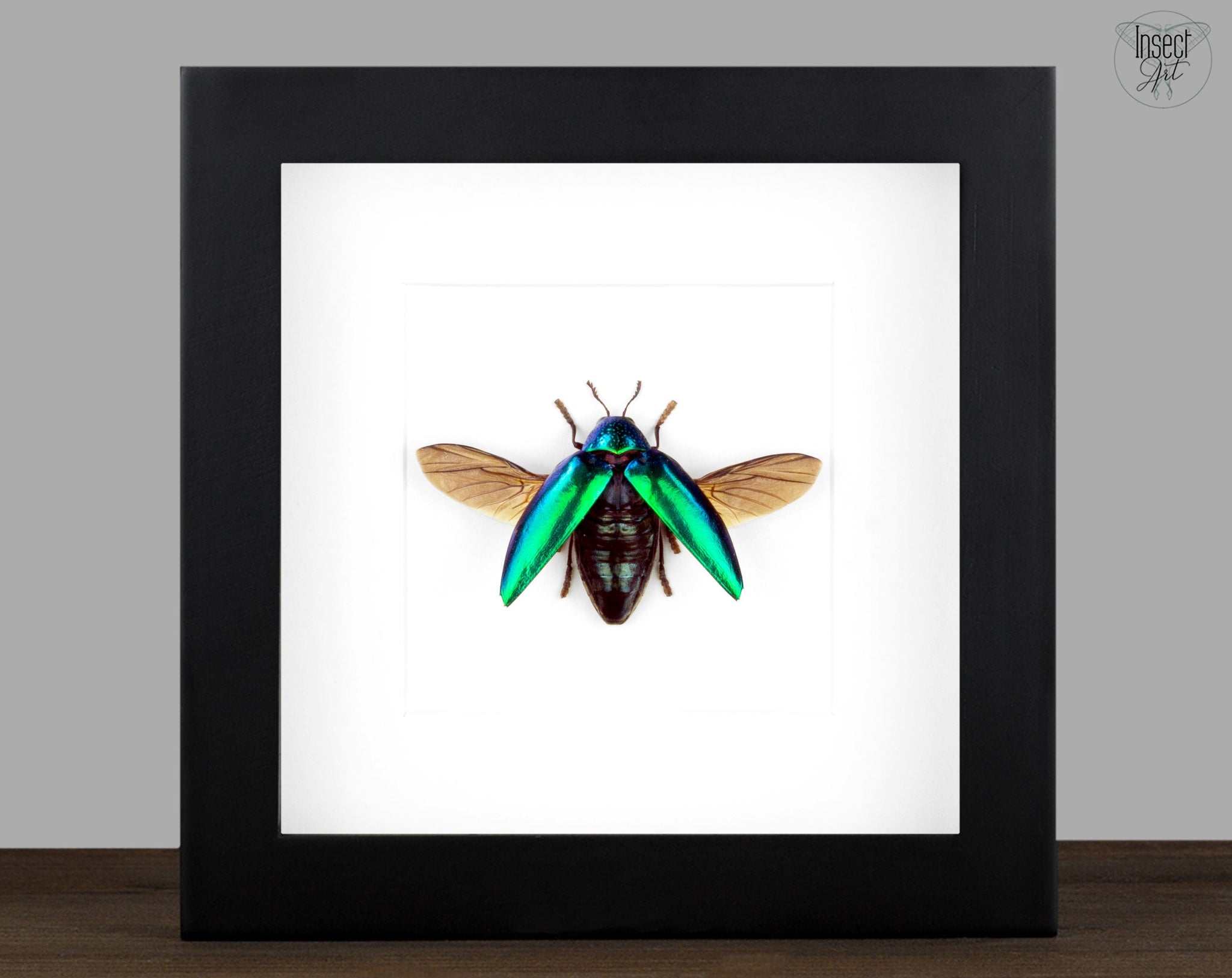 Sternocera ruficornis  Käfer InsectArt