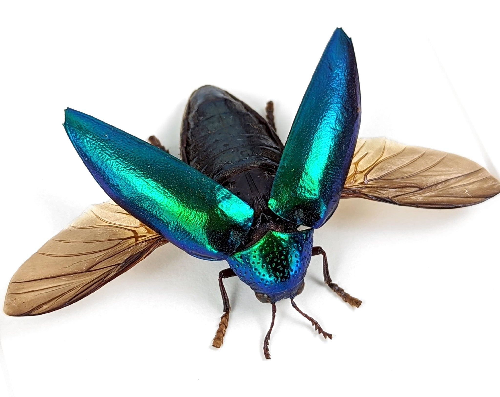 Sternocera ruficornis  Käfer InsectArt