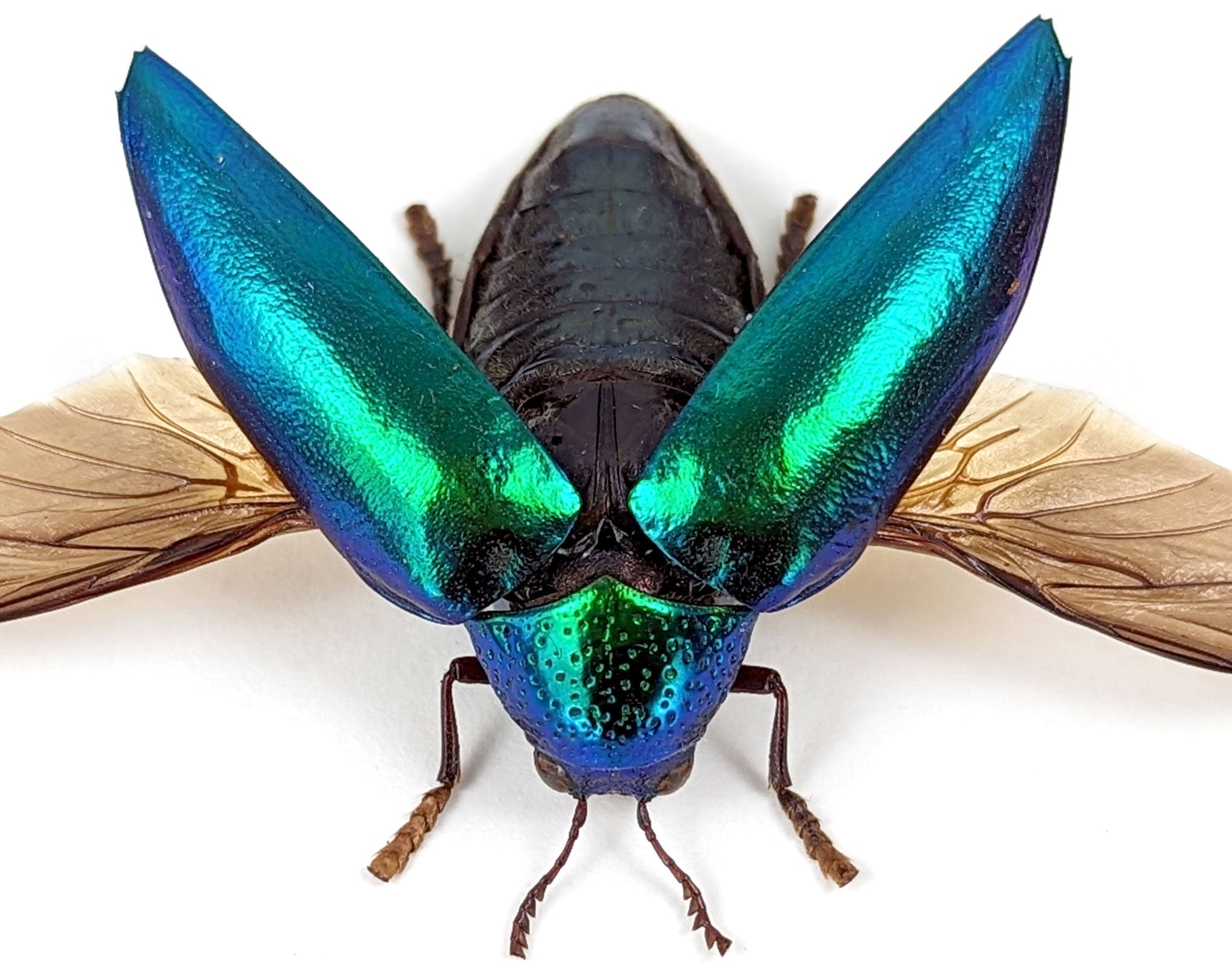 Sternocera ruficornis  Käfer InsectArt