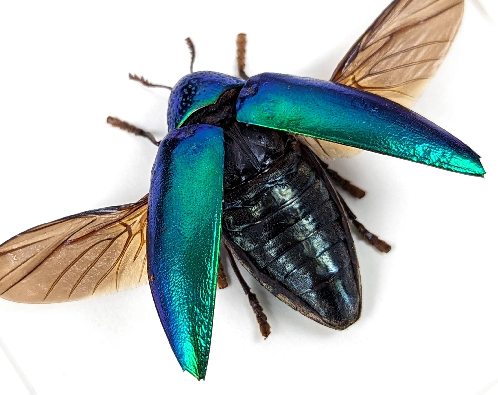 Sternocera ruficornis  Käfer InsectArt