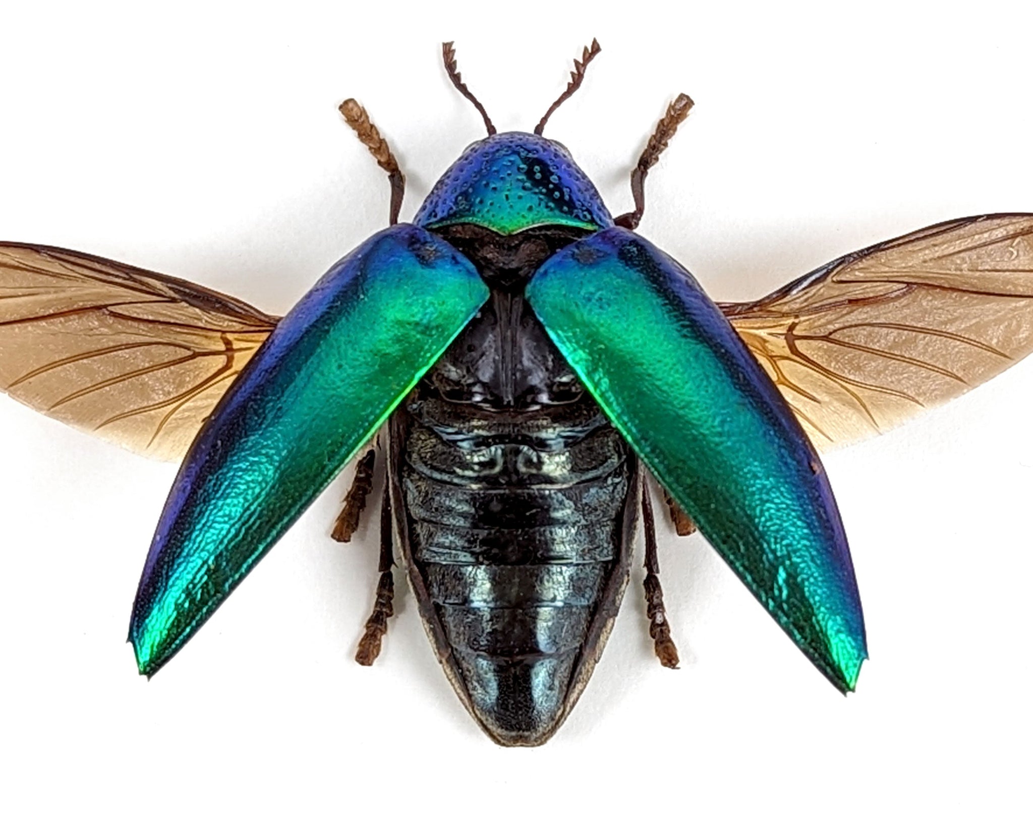 Sternocera ruficornis  Käfer InsectArt