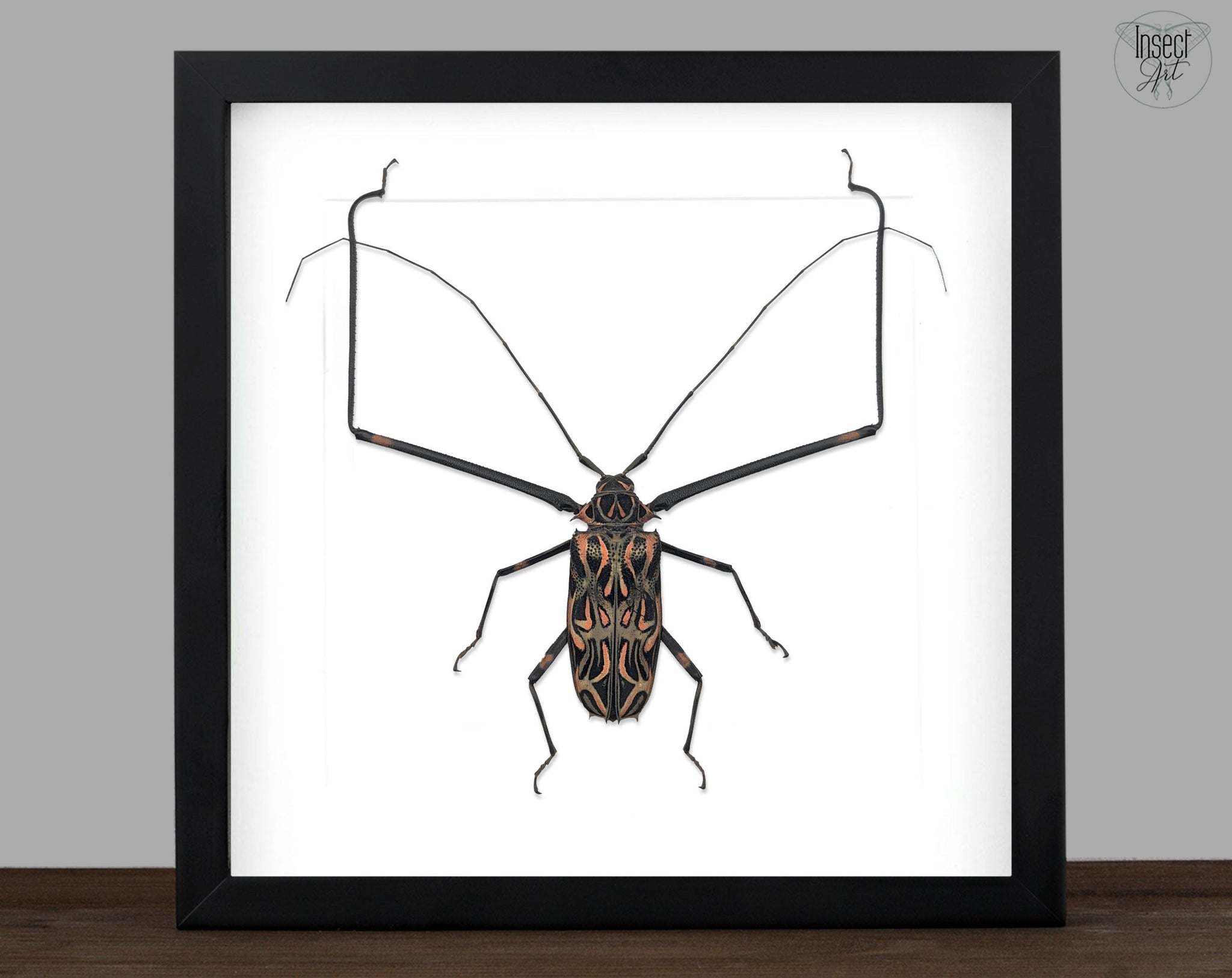 Acrocinus longimanus ♂  Käfer InsectArt