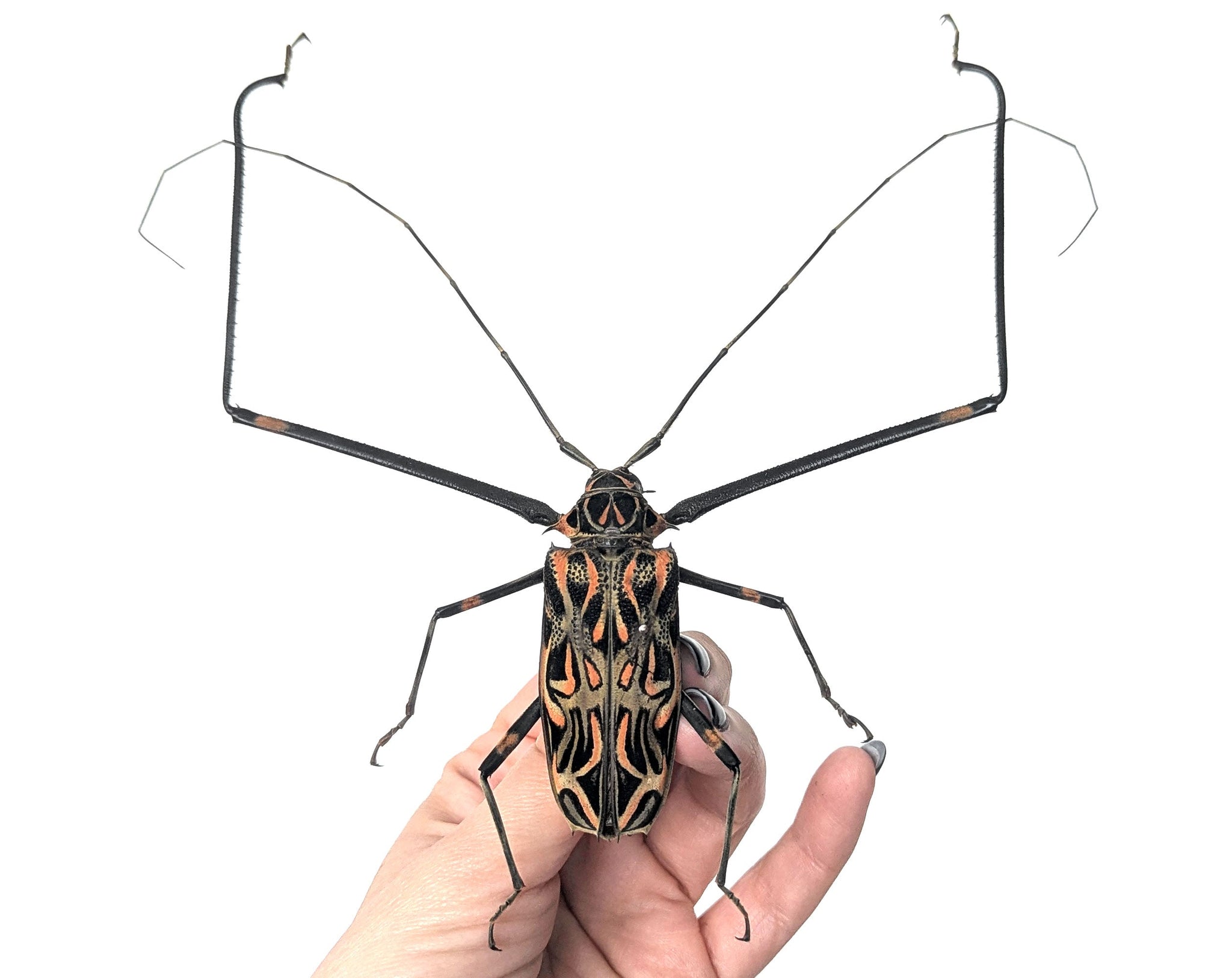 Acrocinus longimanus ♂  Käfer InsectArt