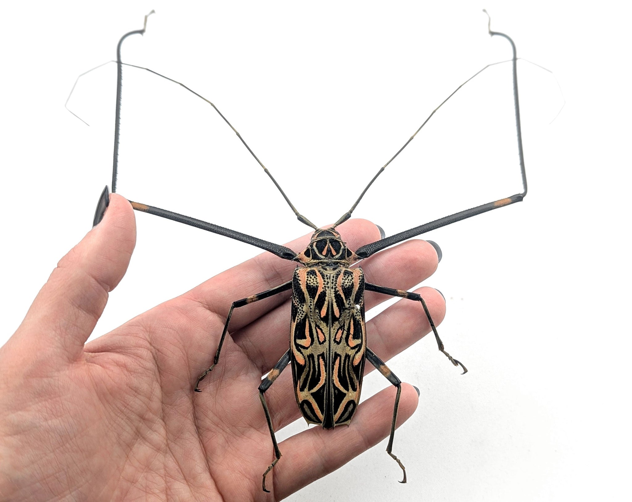Acrocinus longimanus ♂  Käfer InsectArt