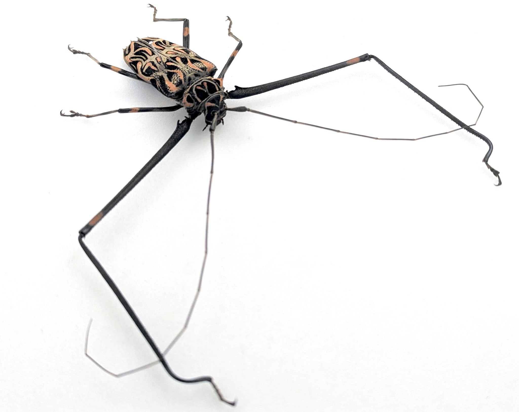 Acrocinus longimanus ♂  Käfer InsectArt