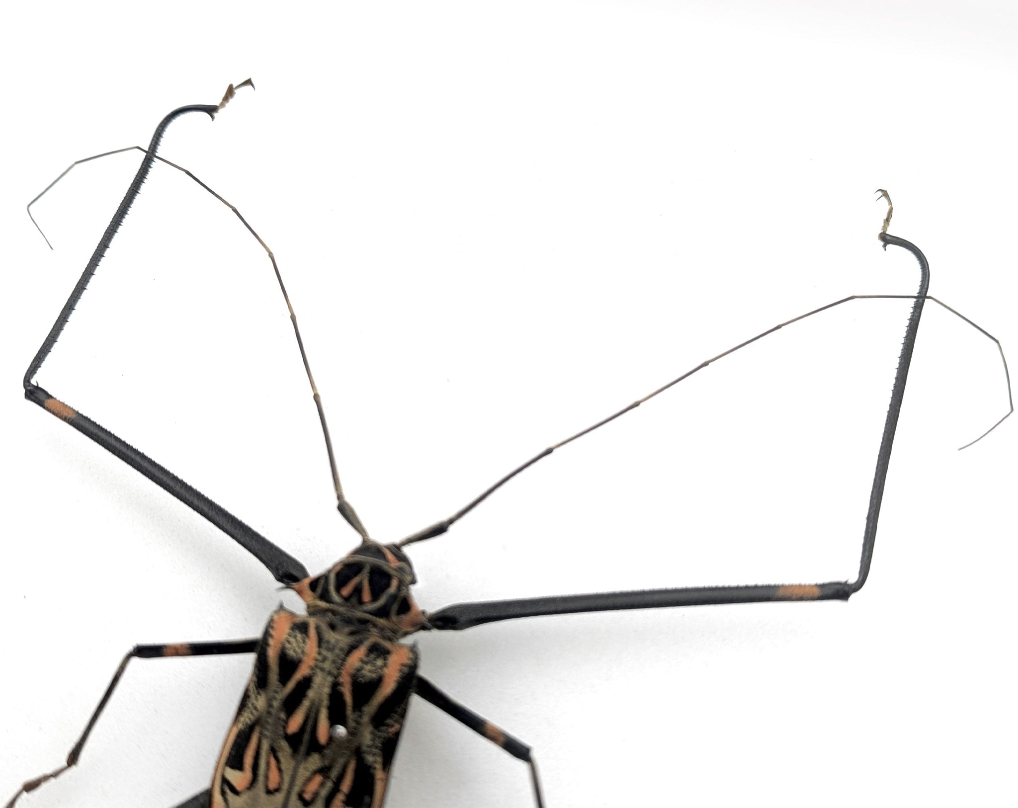 Acrocinus longimanus ♂  Käfer InsectArt