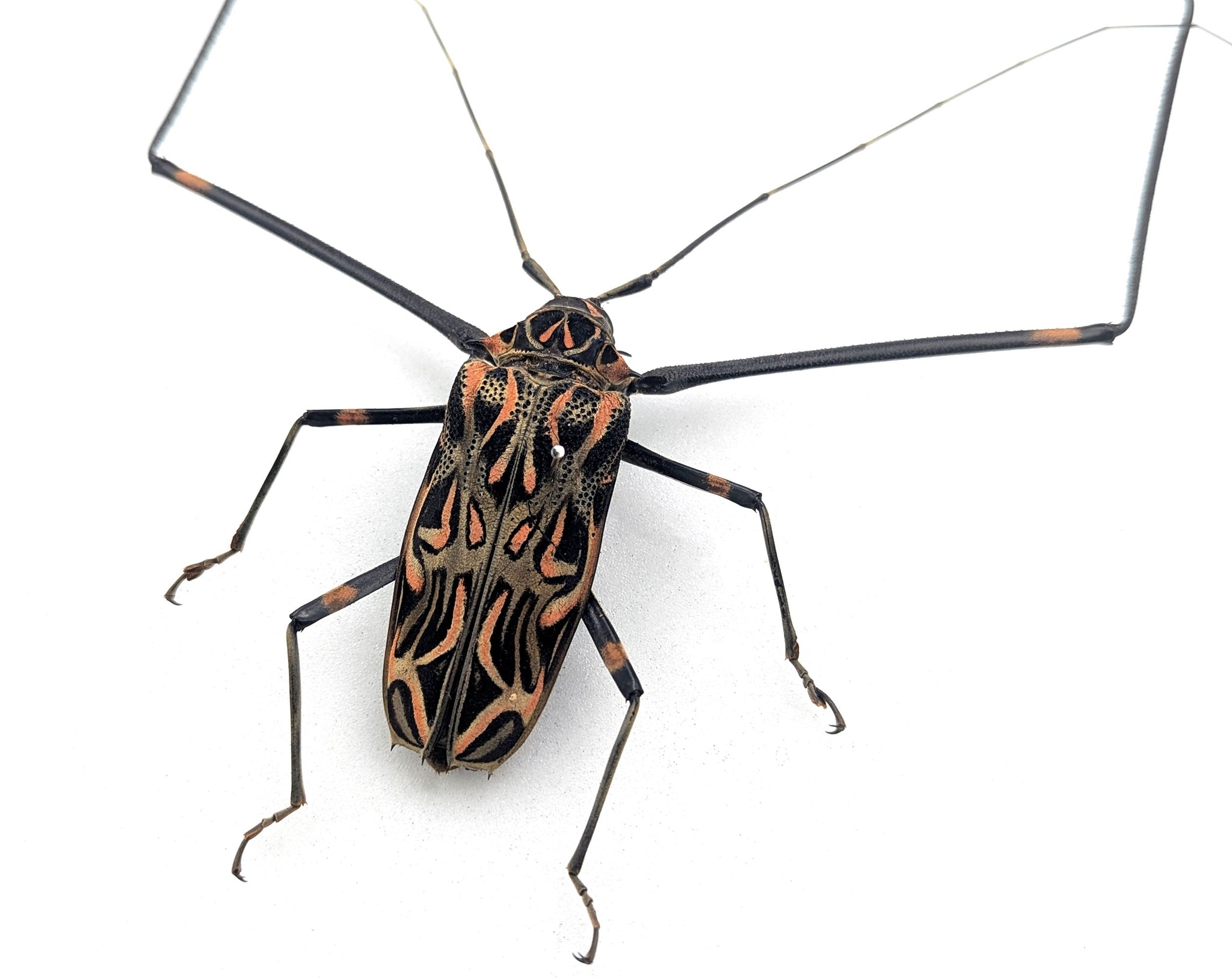 Acrocinus longimanus ♂  Käfer InsectArt