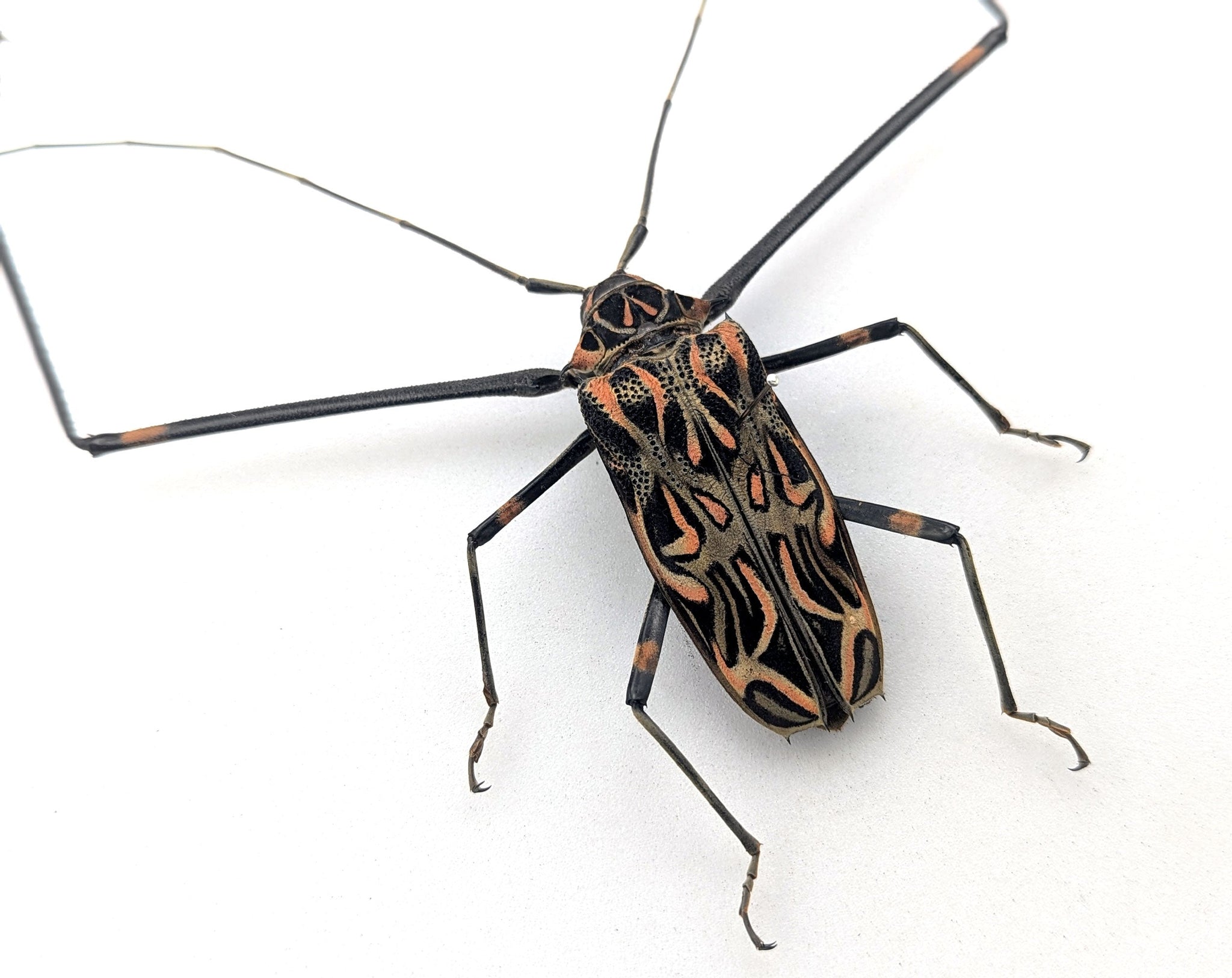Acrocinus longimanus ♂  Käfer InsectArt