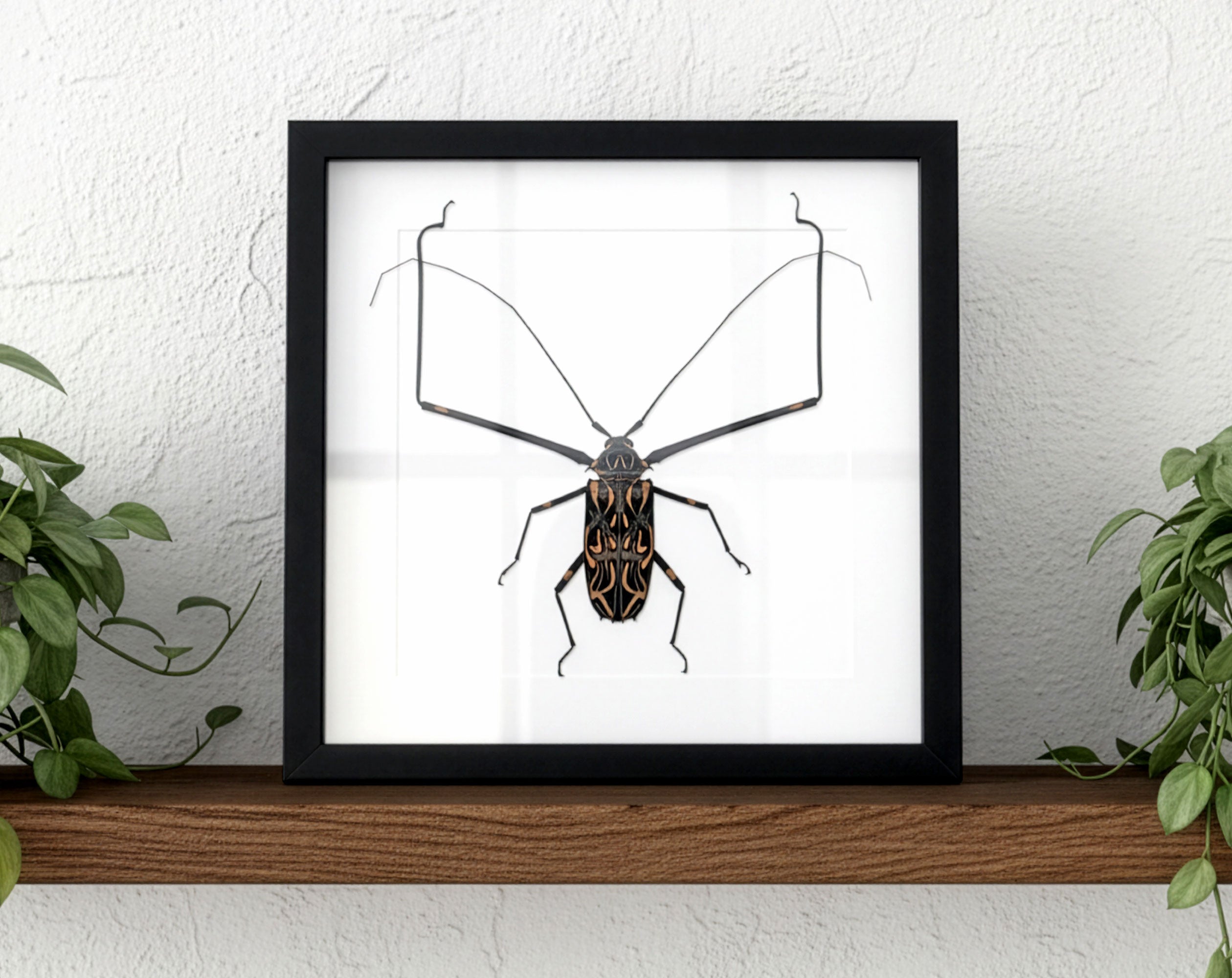 Acrocinus longimanus ♂