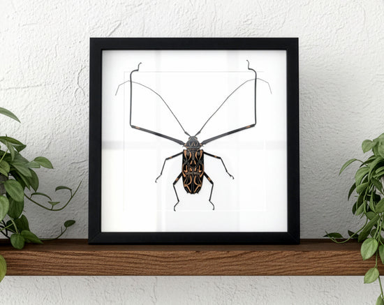 Acrocinus longimanus ♂