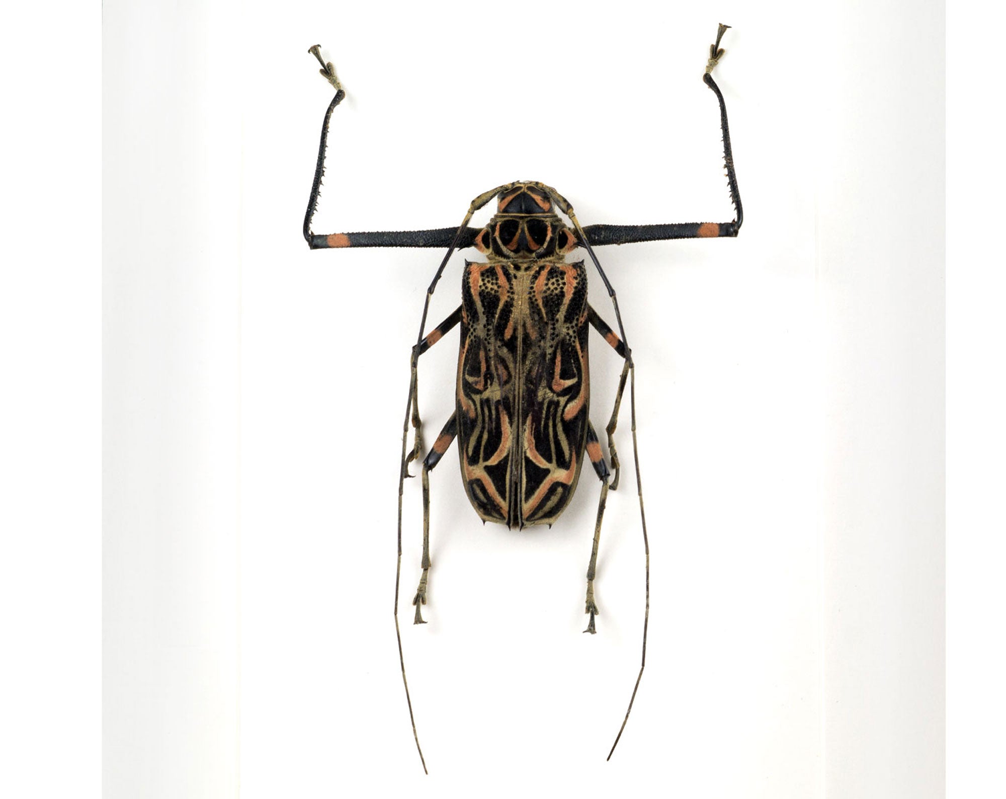 Acrocinus longimanus ♀  Käfer InsectArt