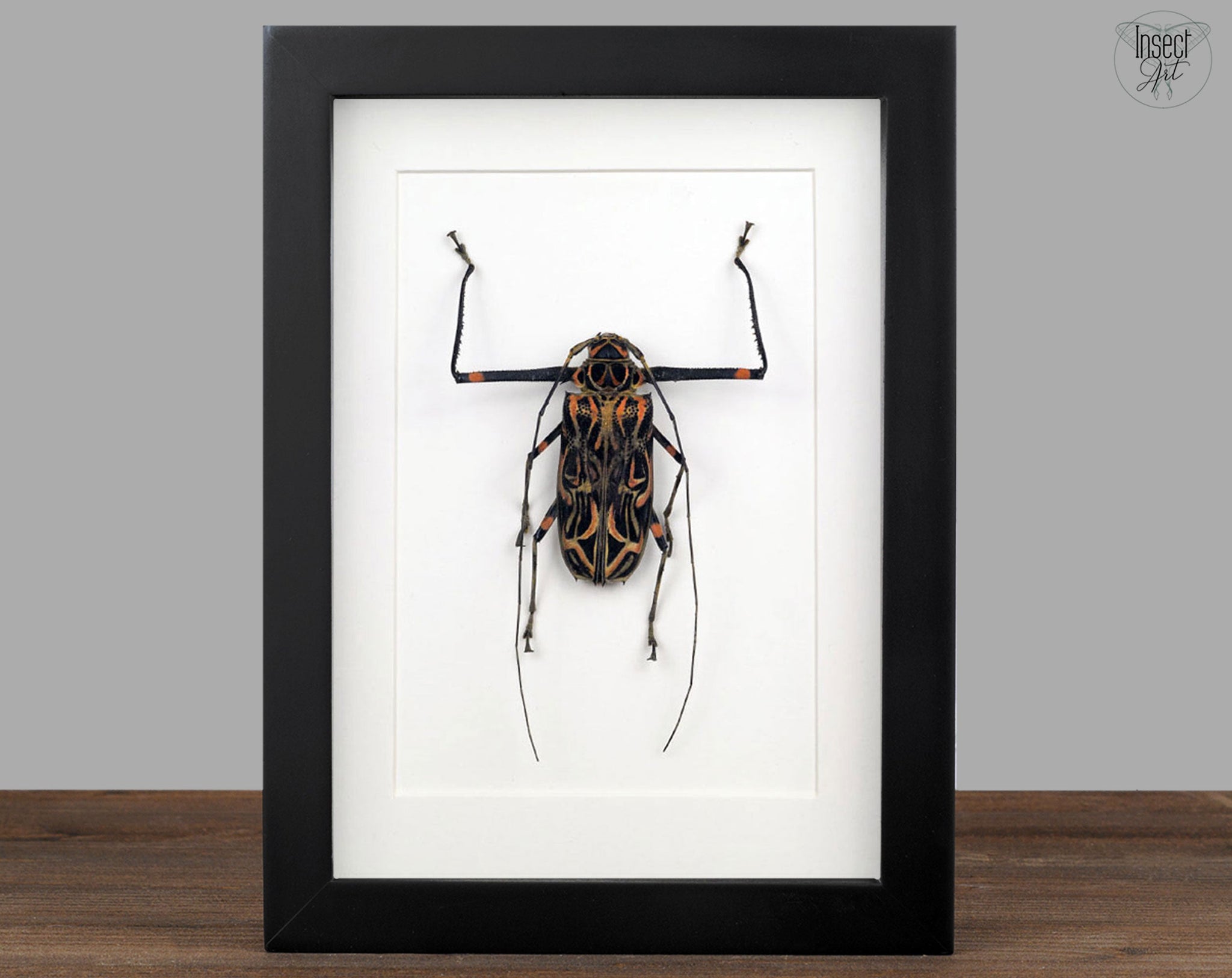Acrocinus longimanus ♀  Käfer InsectArt