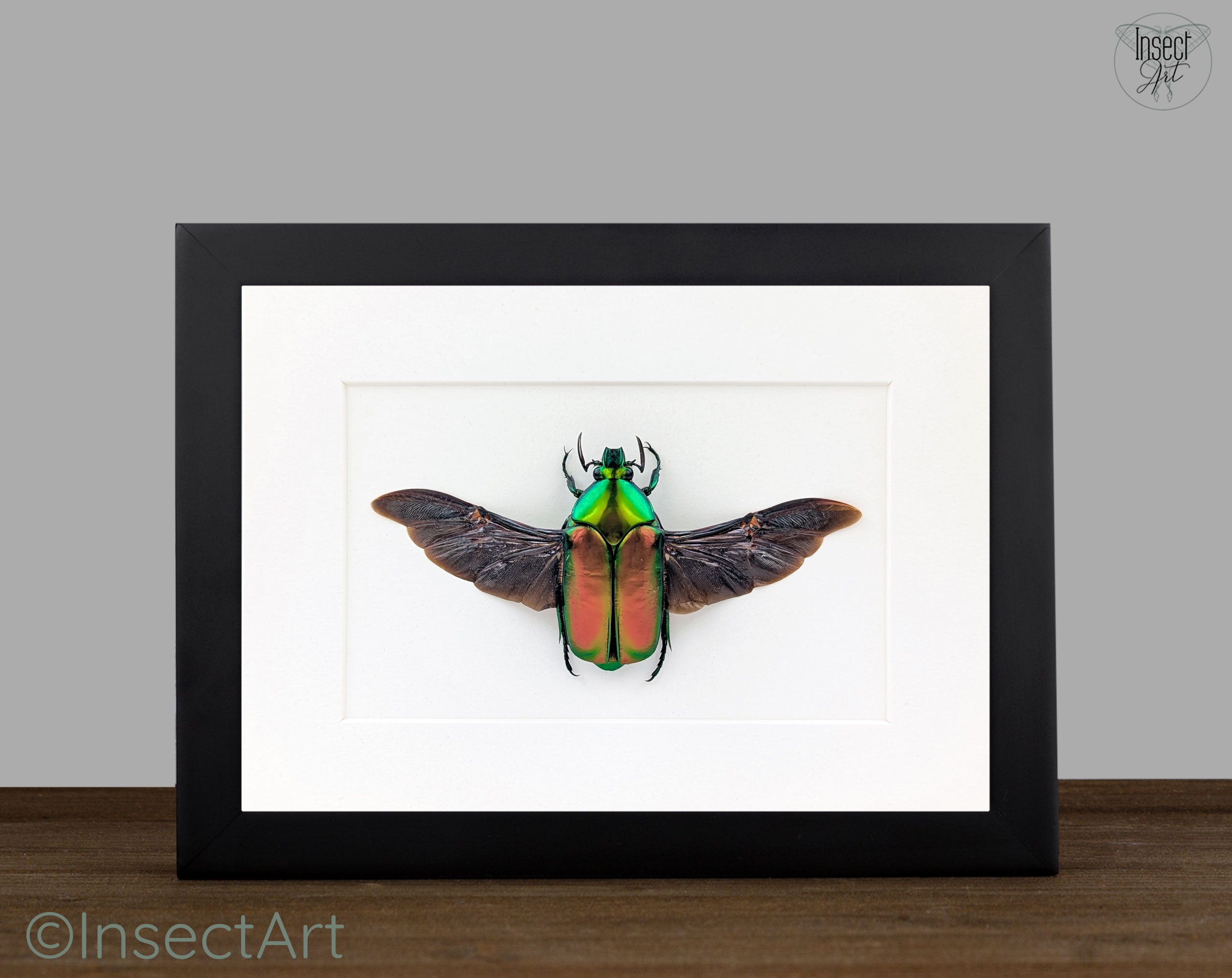 Agestrata luzonica  Käfer im Rahmen InsectArt