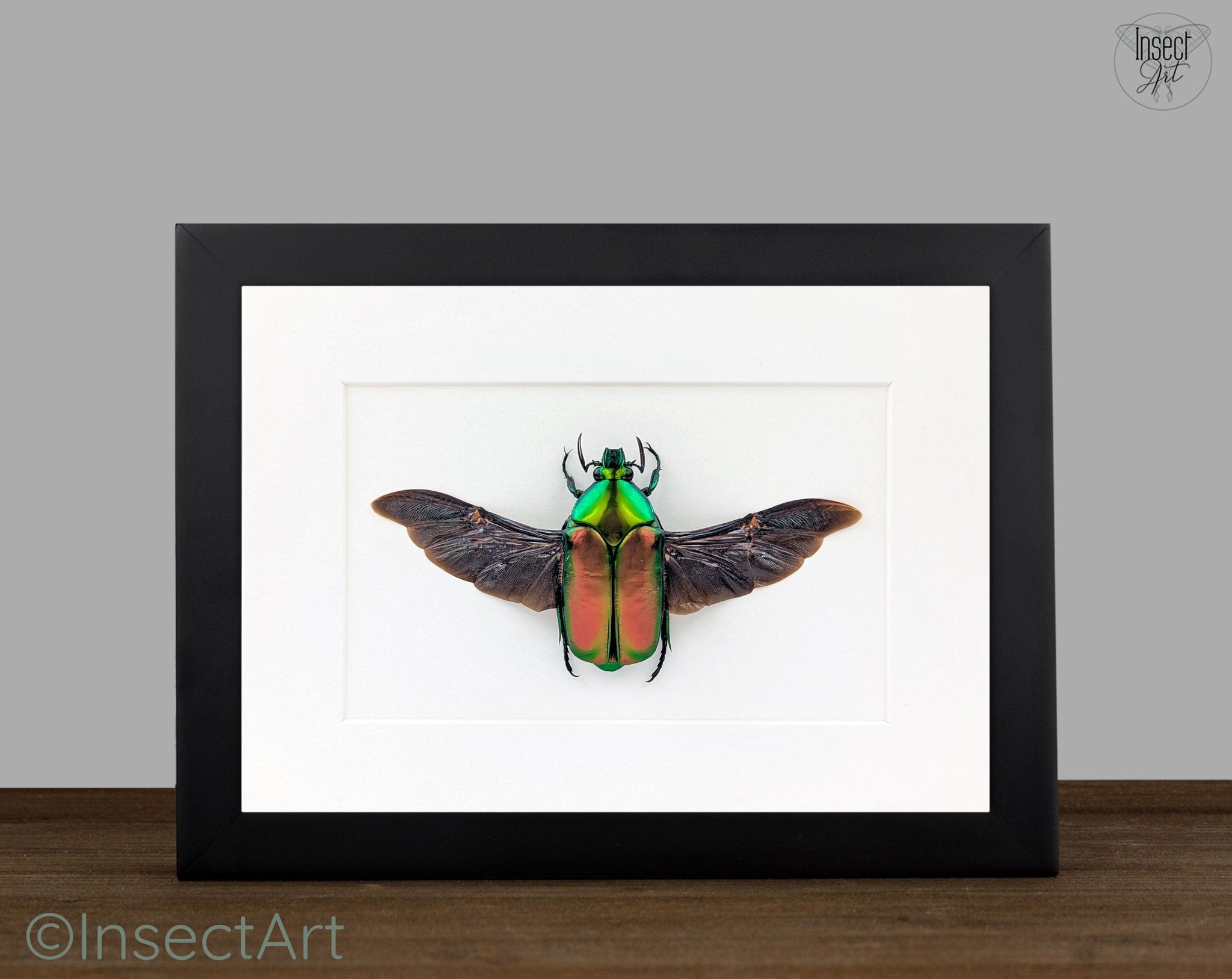 Agestrata luzonica  Käfer im Rahmen InsectArt