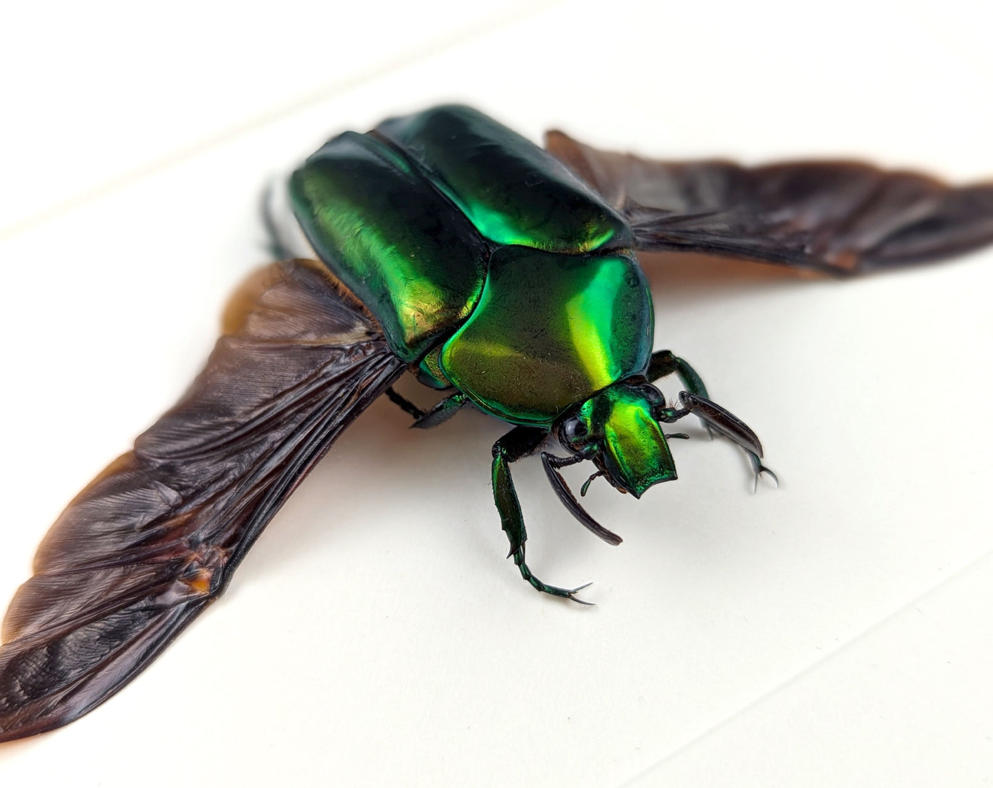 Agestrata luzonica