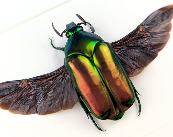 Agestrata luzonica  Käfer im Rahmen InsectArt