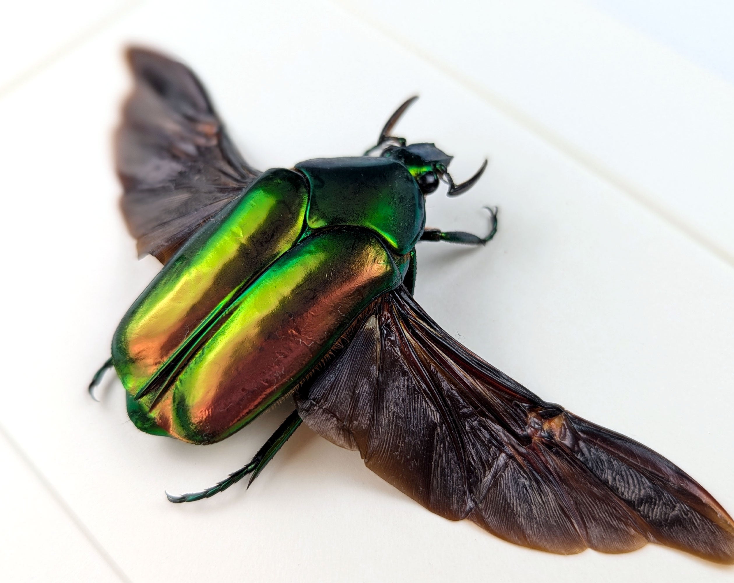 Agestrata luzonica  Käfer im Rahmen InsectArt