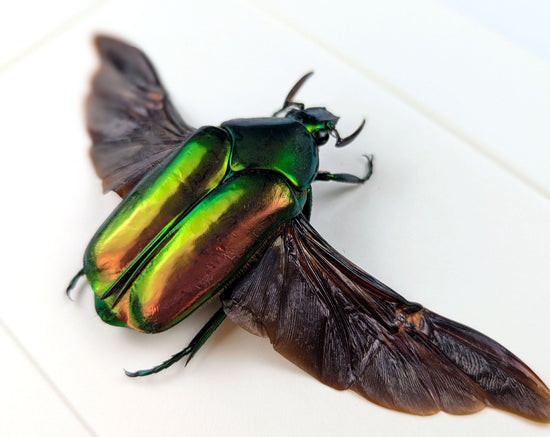 Agestrata luzonica  Käfer im Rahmen InsectArt