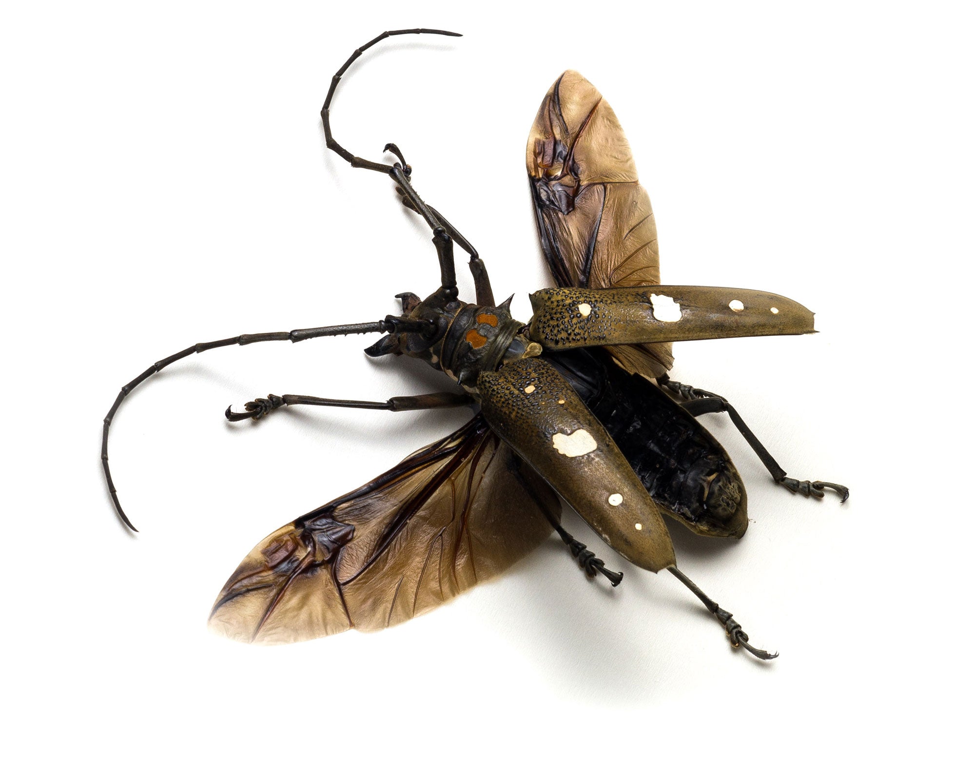 Batocera celebiana  Käfer InsectArt