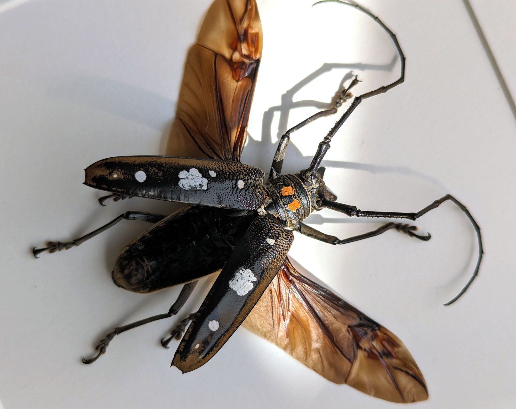 Batocera celebiana  Käfer InsectArt
