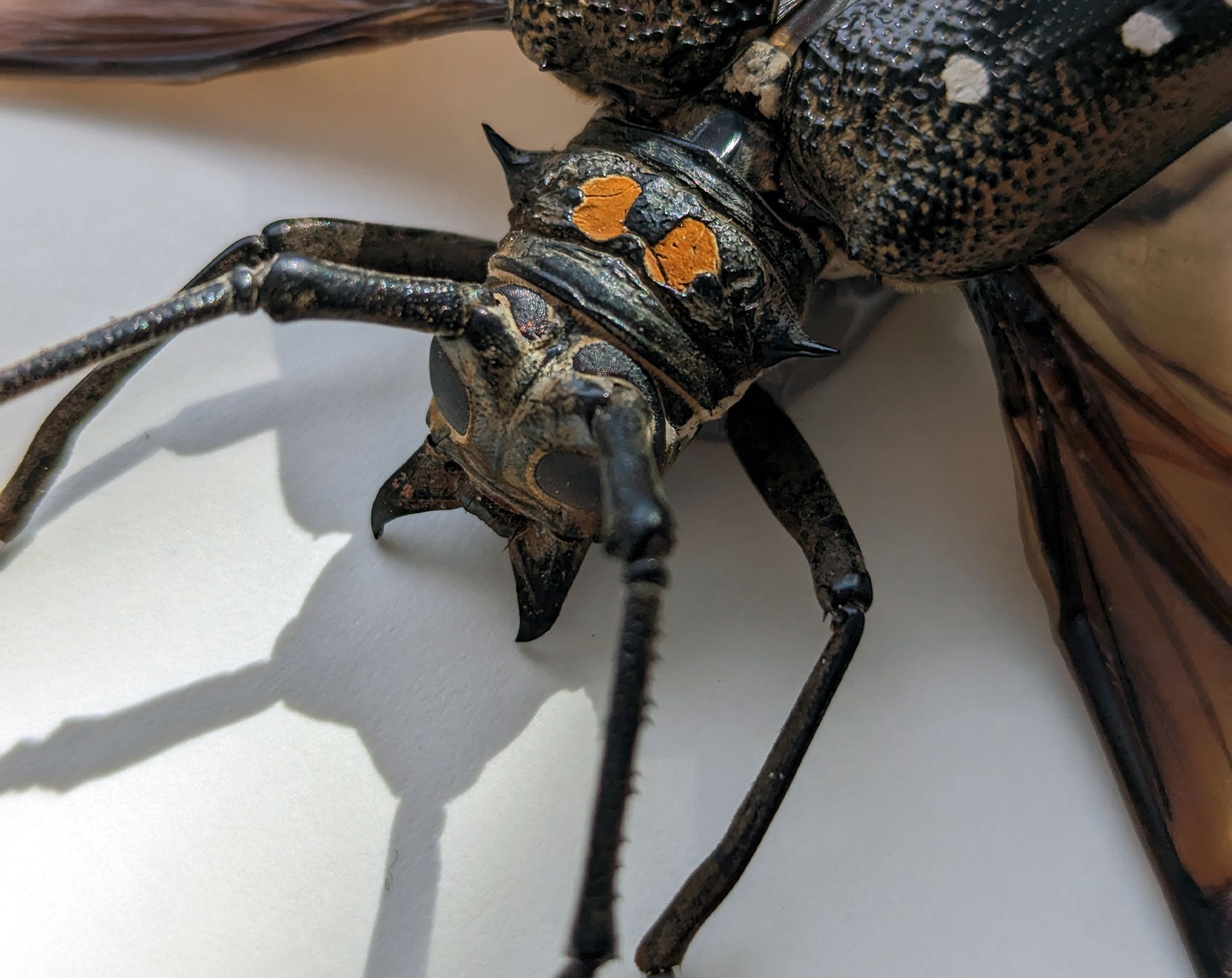 Batocera celebiana  Käfer InsectArt