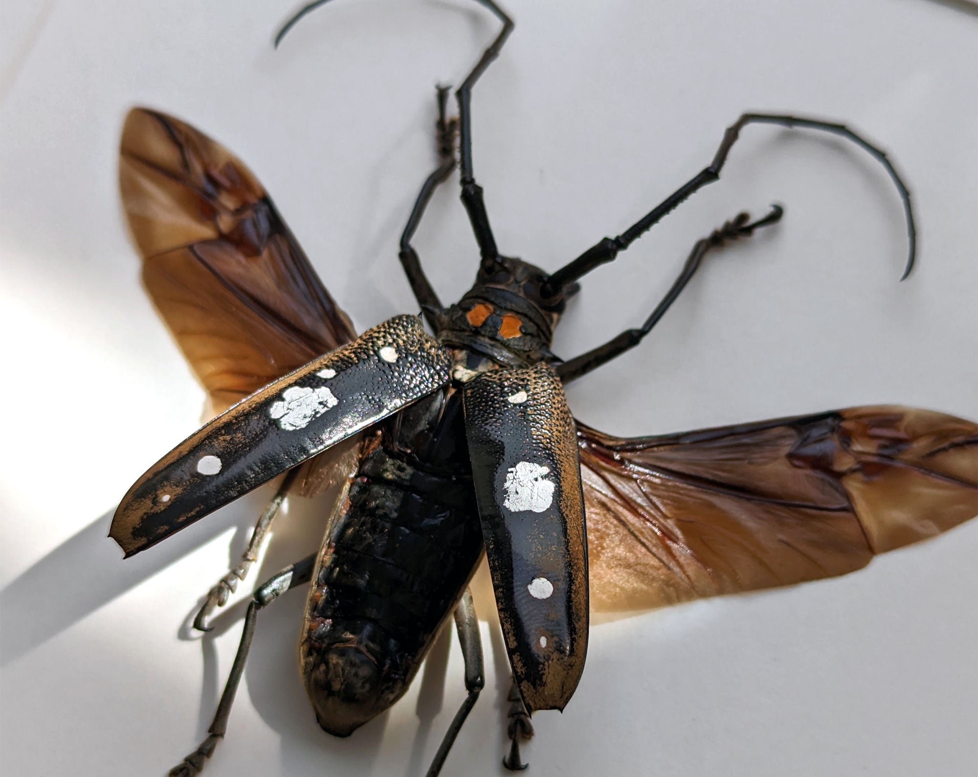 Batocera celebiana  Käfer InsectArt