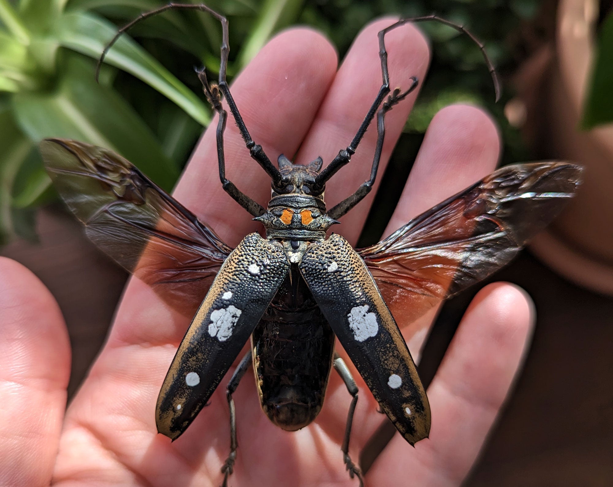 Batocera celebiana  Käfer InsectArt