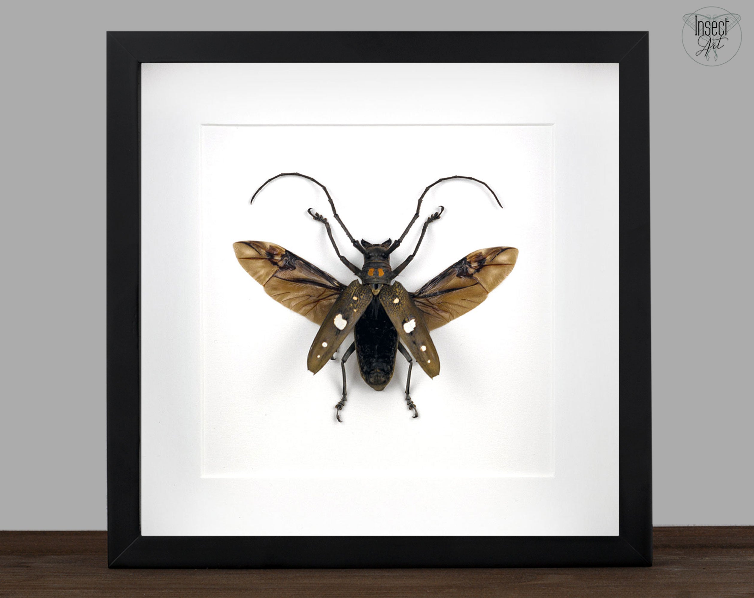 Batocera celebiana  Käfer InsectArt