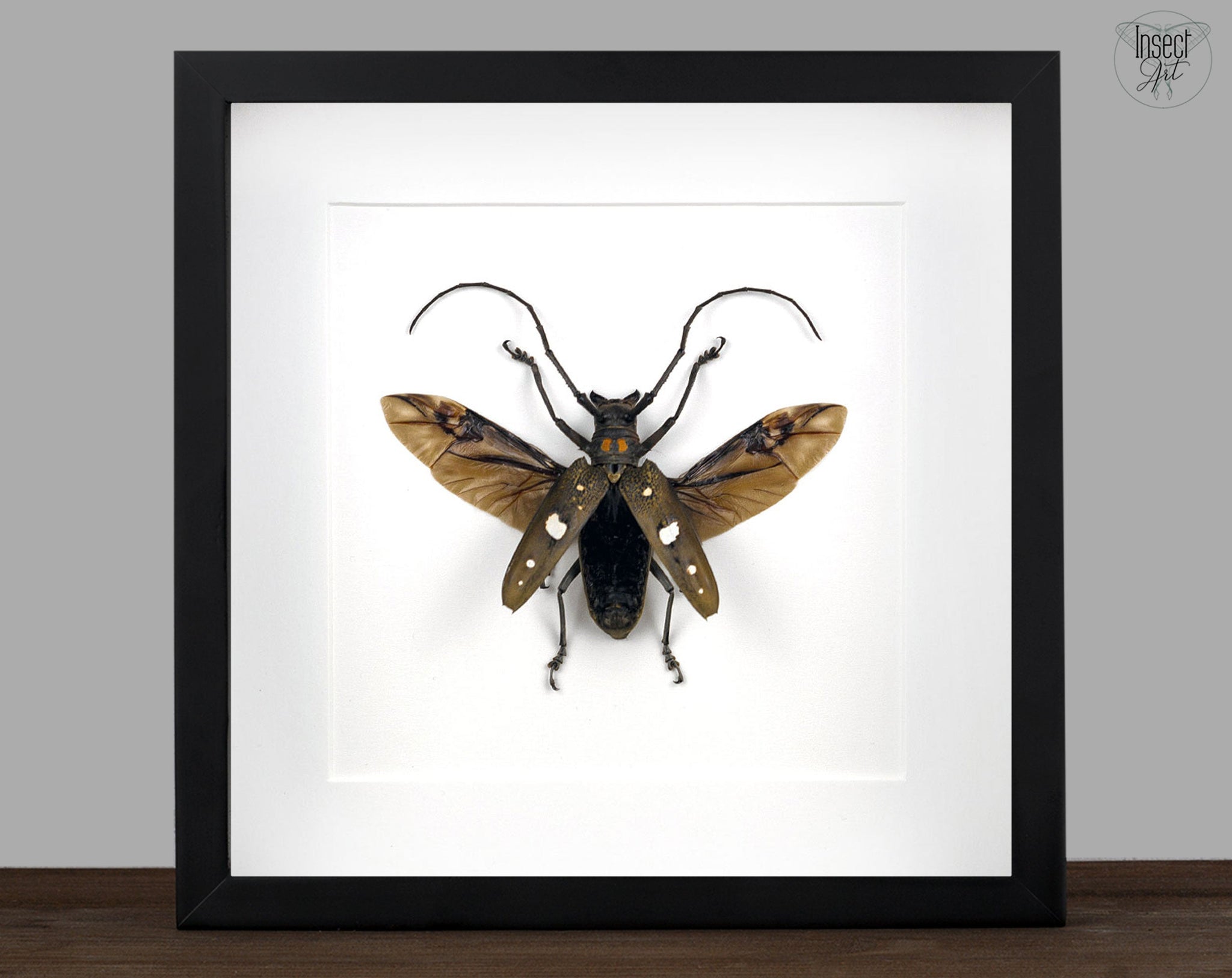 Batocera celebiana  Käfer InsectArt