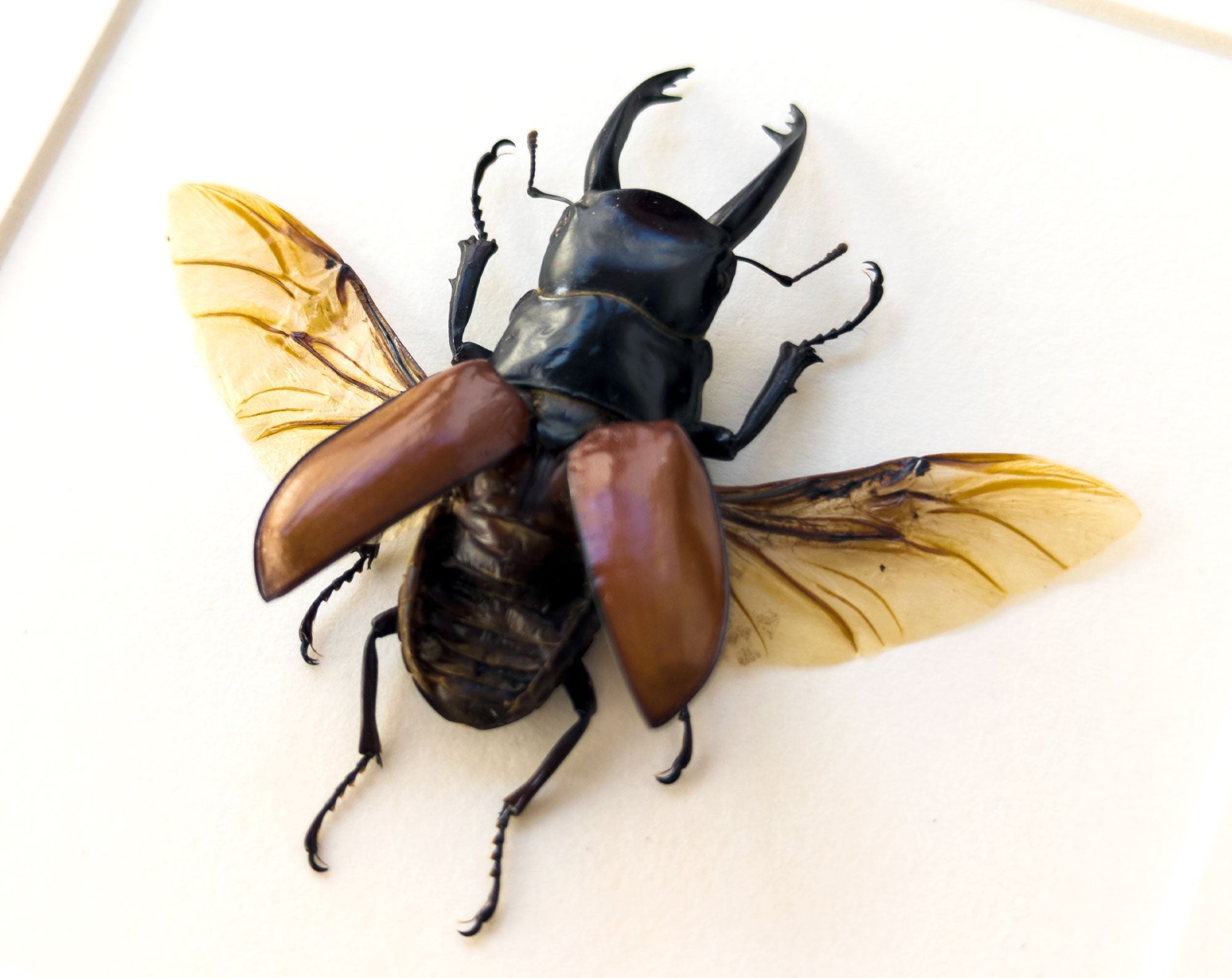 Calcodes sarasinorum  Käfer InsectArt