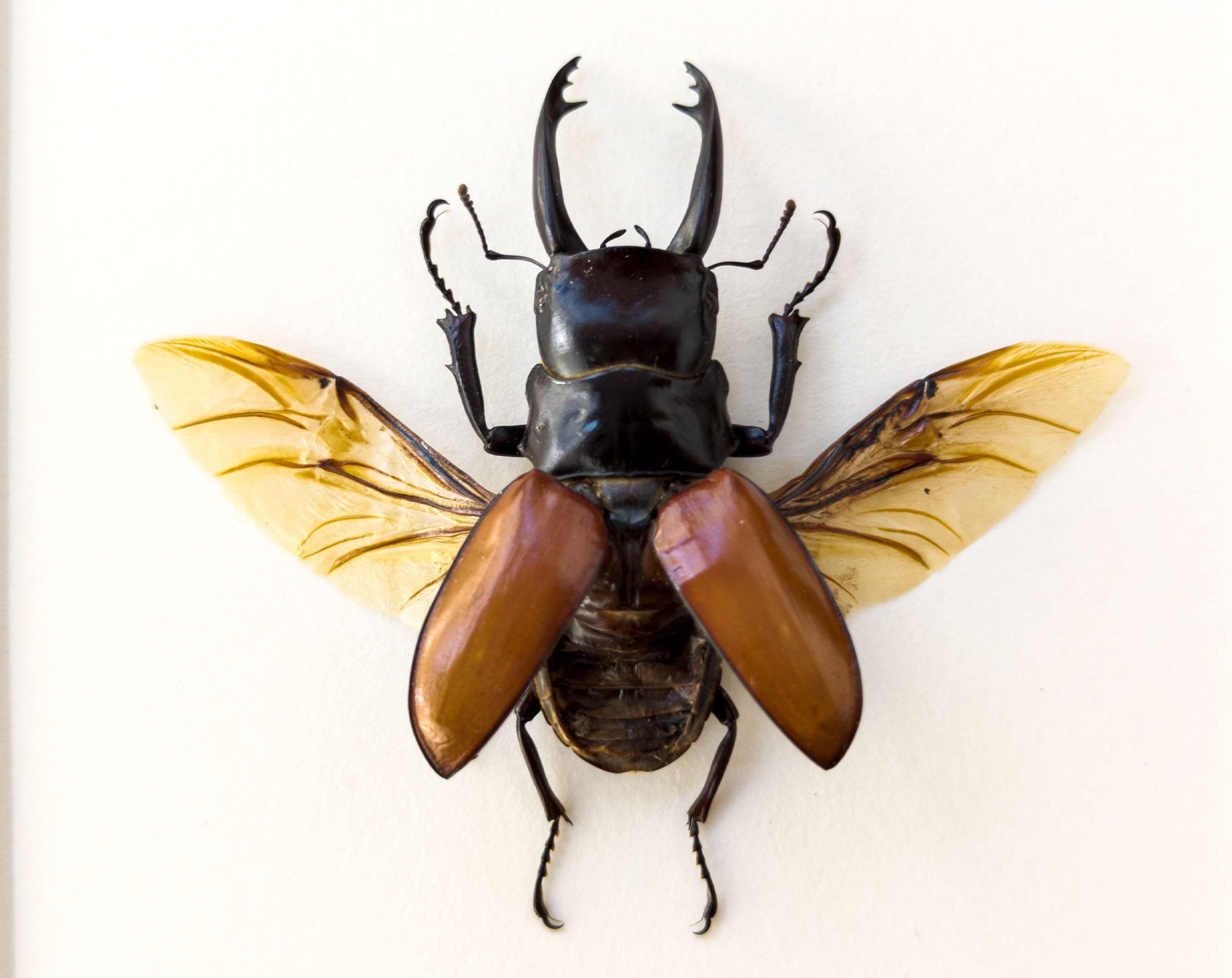 Calcodes sarasinorum  Käfer InsectArt