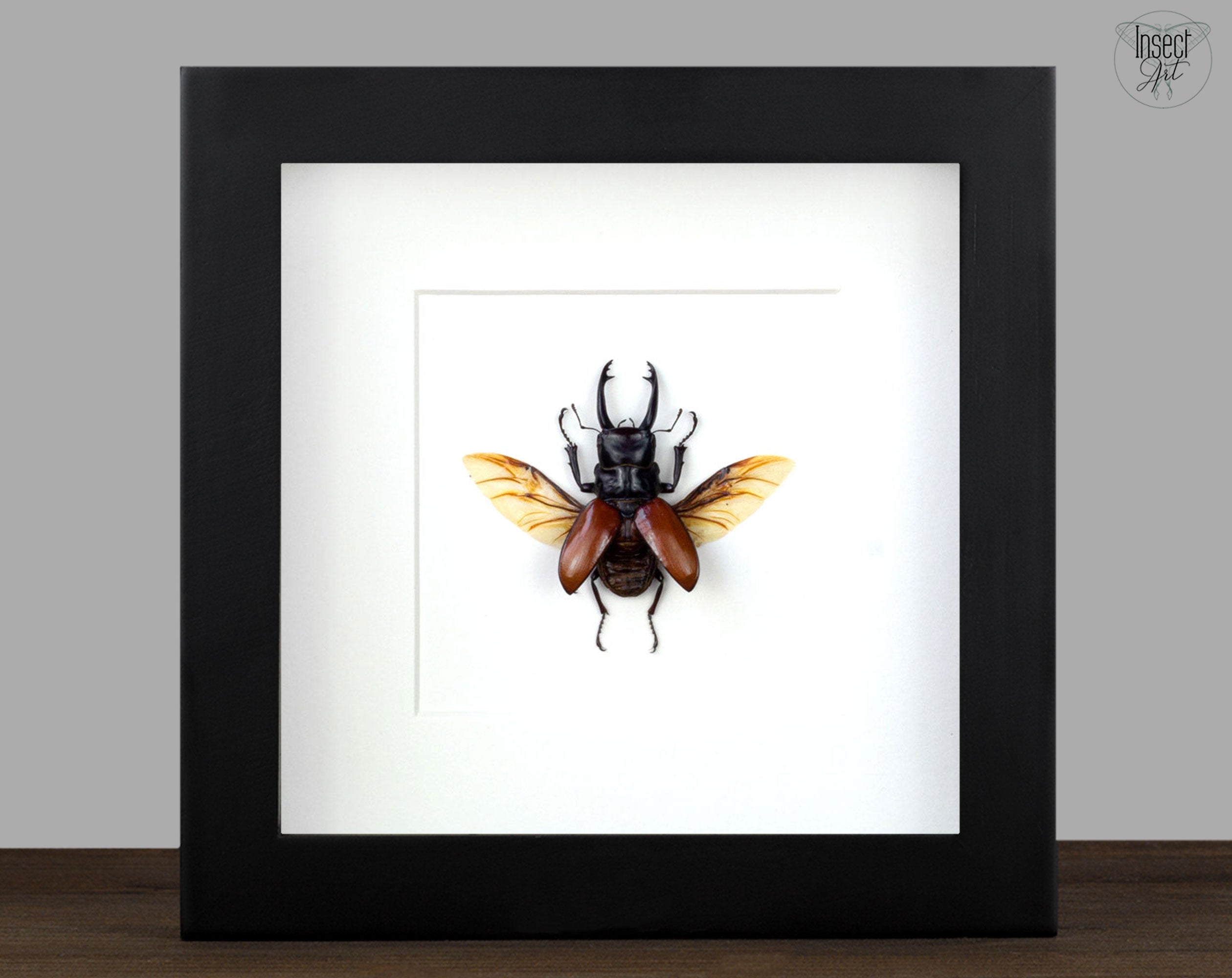 Calcodes sarasinorum  Käfer InsectArt