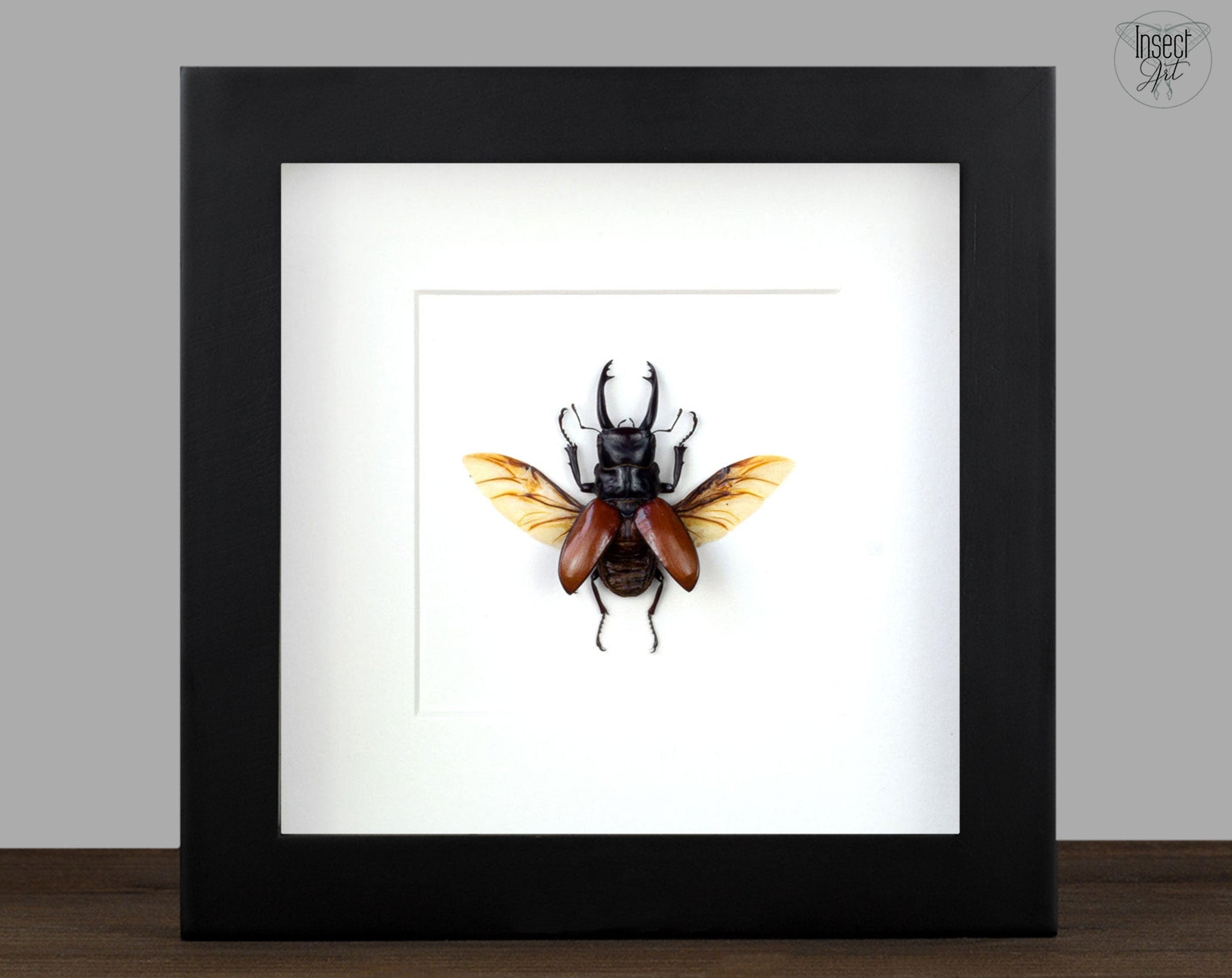 Calcodes sarasinorum  Käfer InsectArt