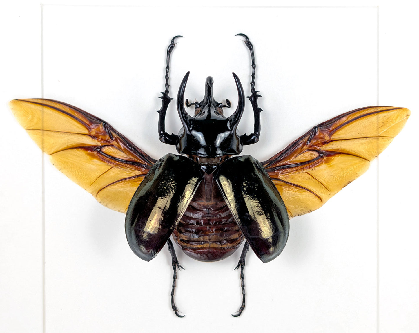 Chalcosoma atlas – Nashornkäfer im Rahmen