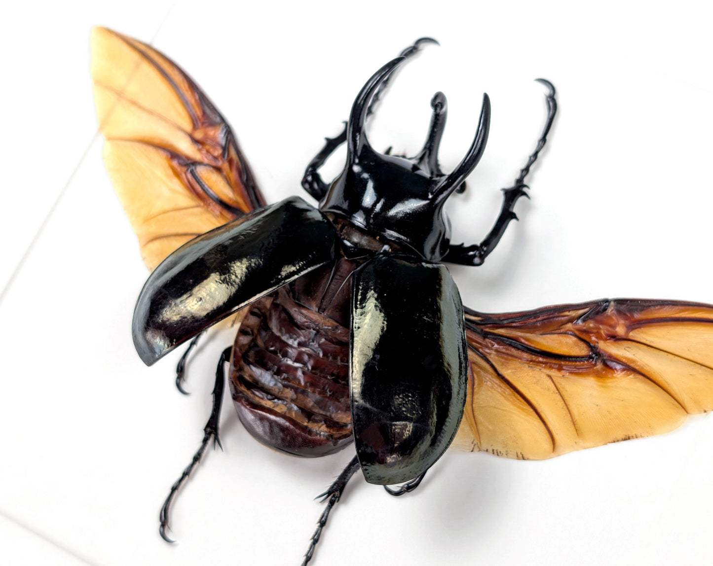 Chalcosoma atlas – Nashornkäfer im Rahmen