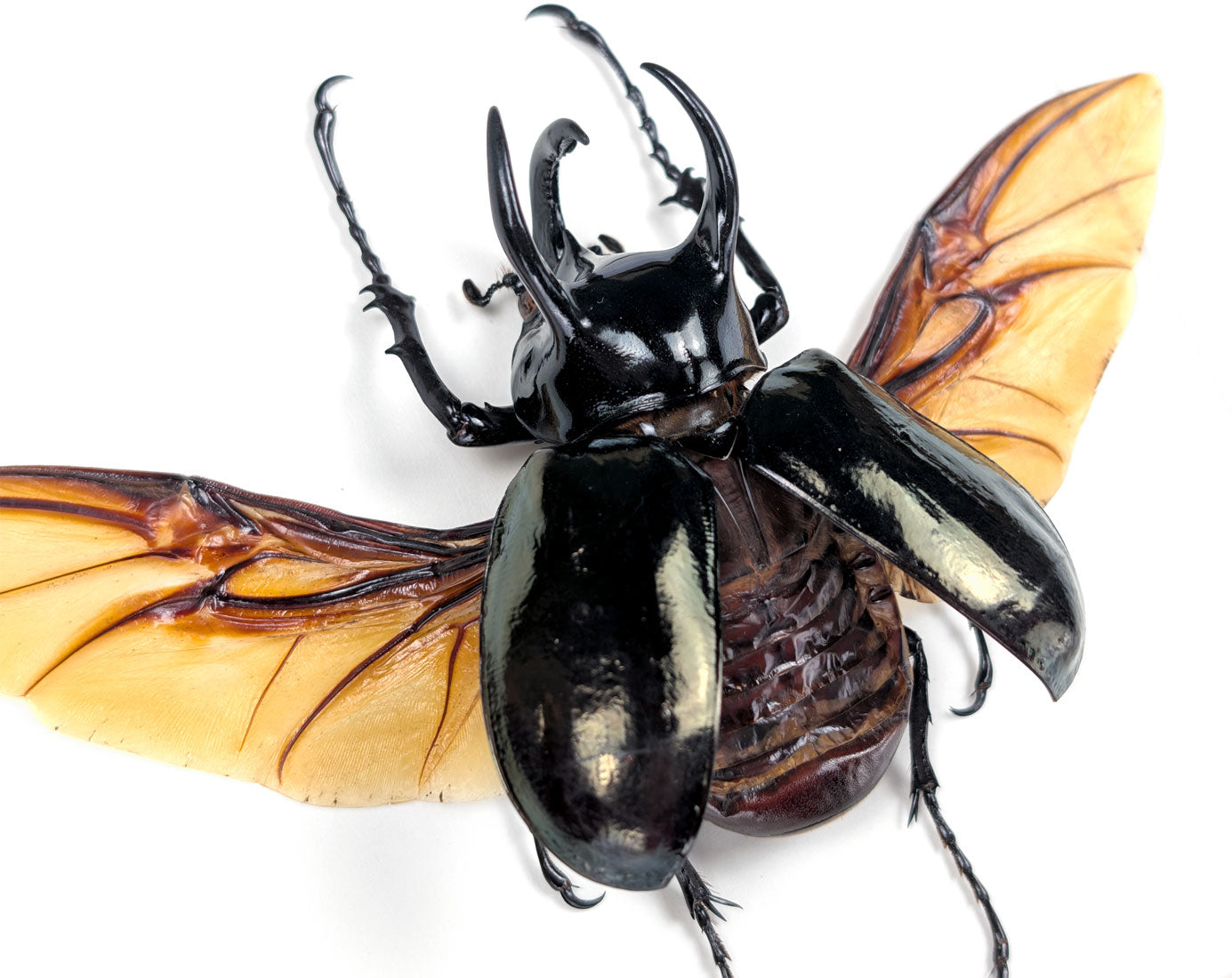 Chalcosoma atlas – Nashornkäfer im Rahmen